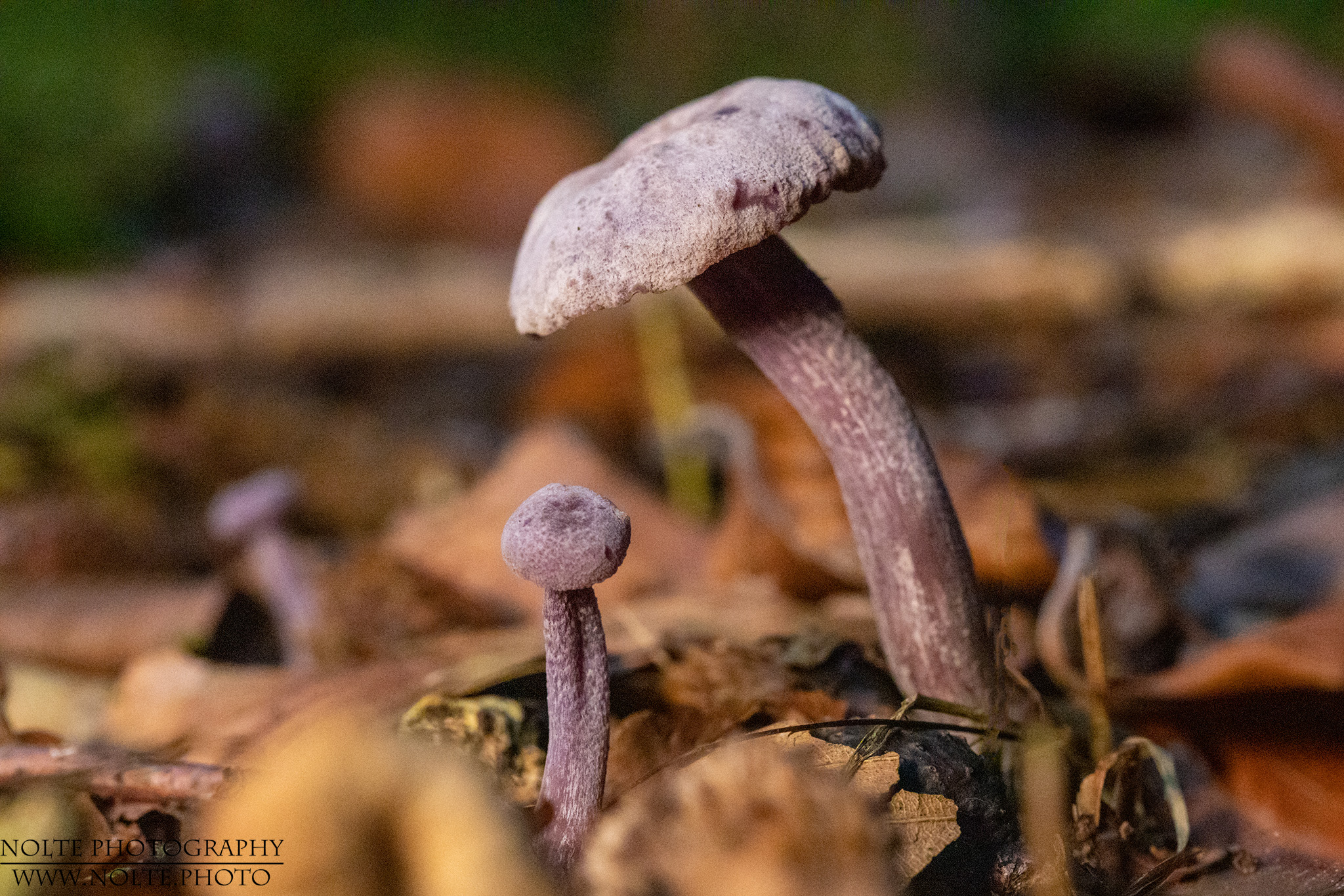 Violetter Lacktrichterling (Laccaria amethystina) im Wald