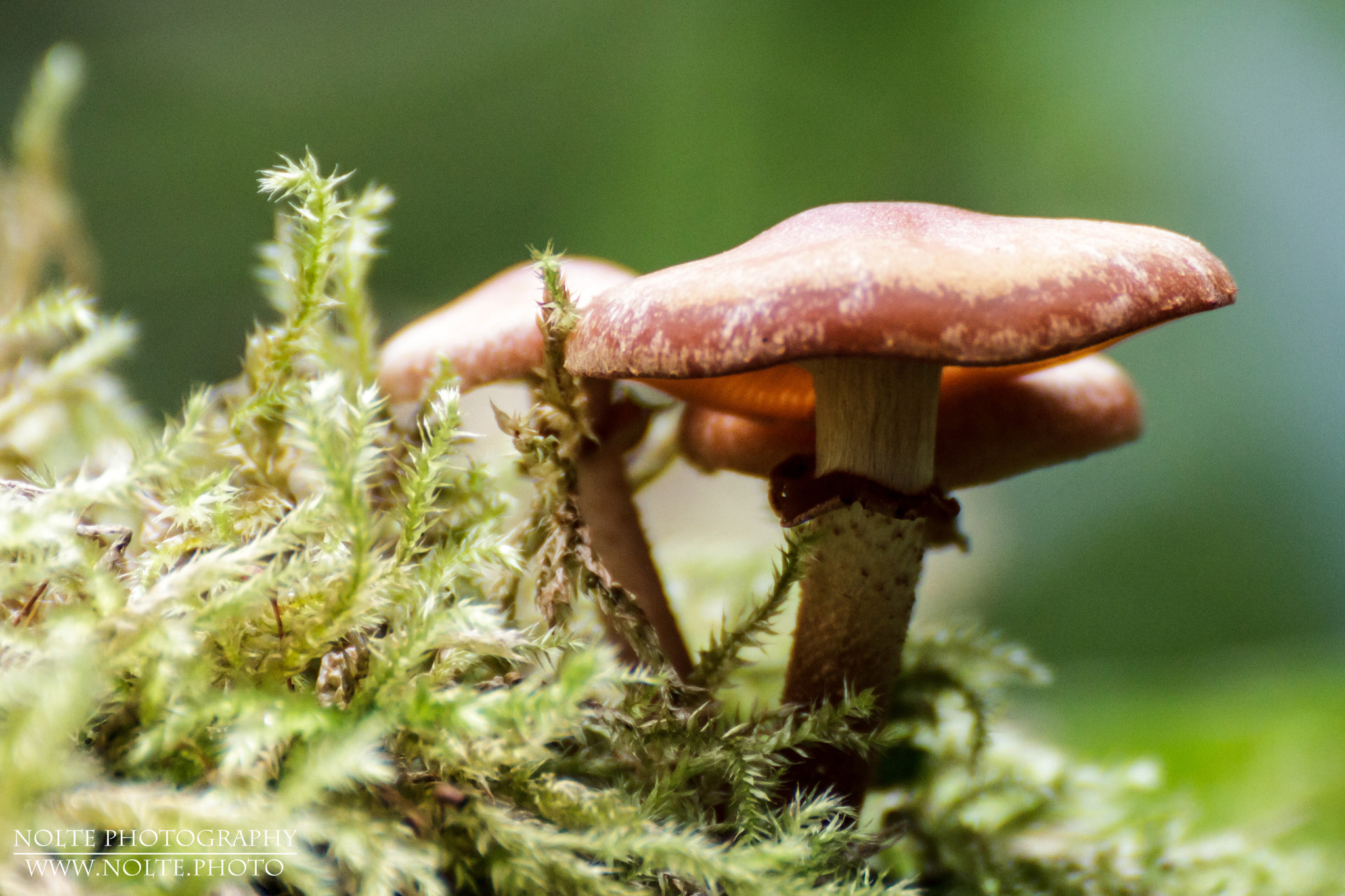 Seitliche Aufnahme einer Gruppe der Art Gemeines Stockschwämmchen (Kuehneromyces mutabilis)
