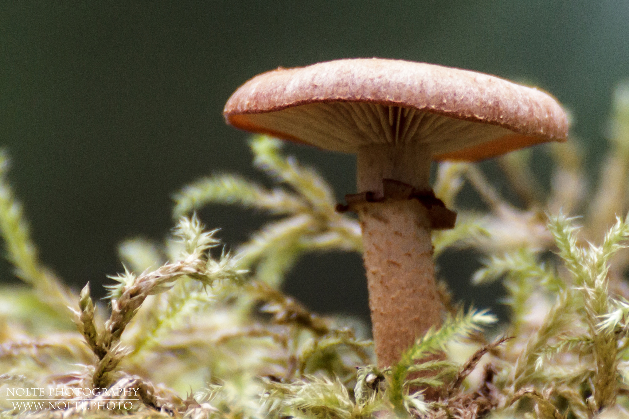 Seitliche Aufnahme eines Gemeinen Stockschwämmchens (Kuehneromyces mutabilis) mit Moos
