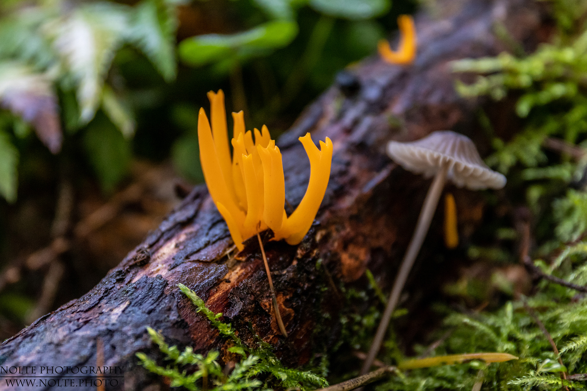 Klebriger Hörnling (Calocera viscosa)