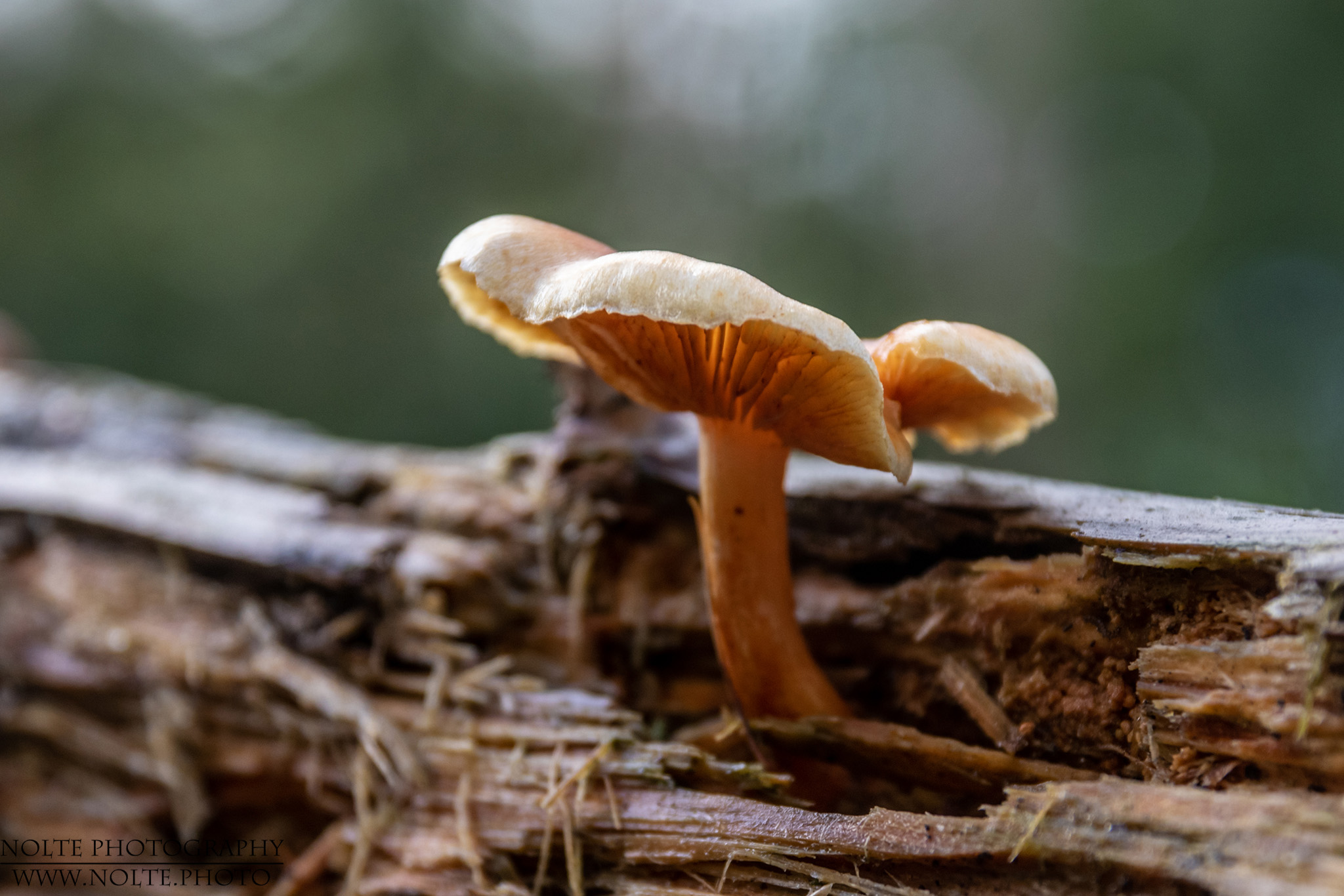 Aus dem morschen Holz geboren