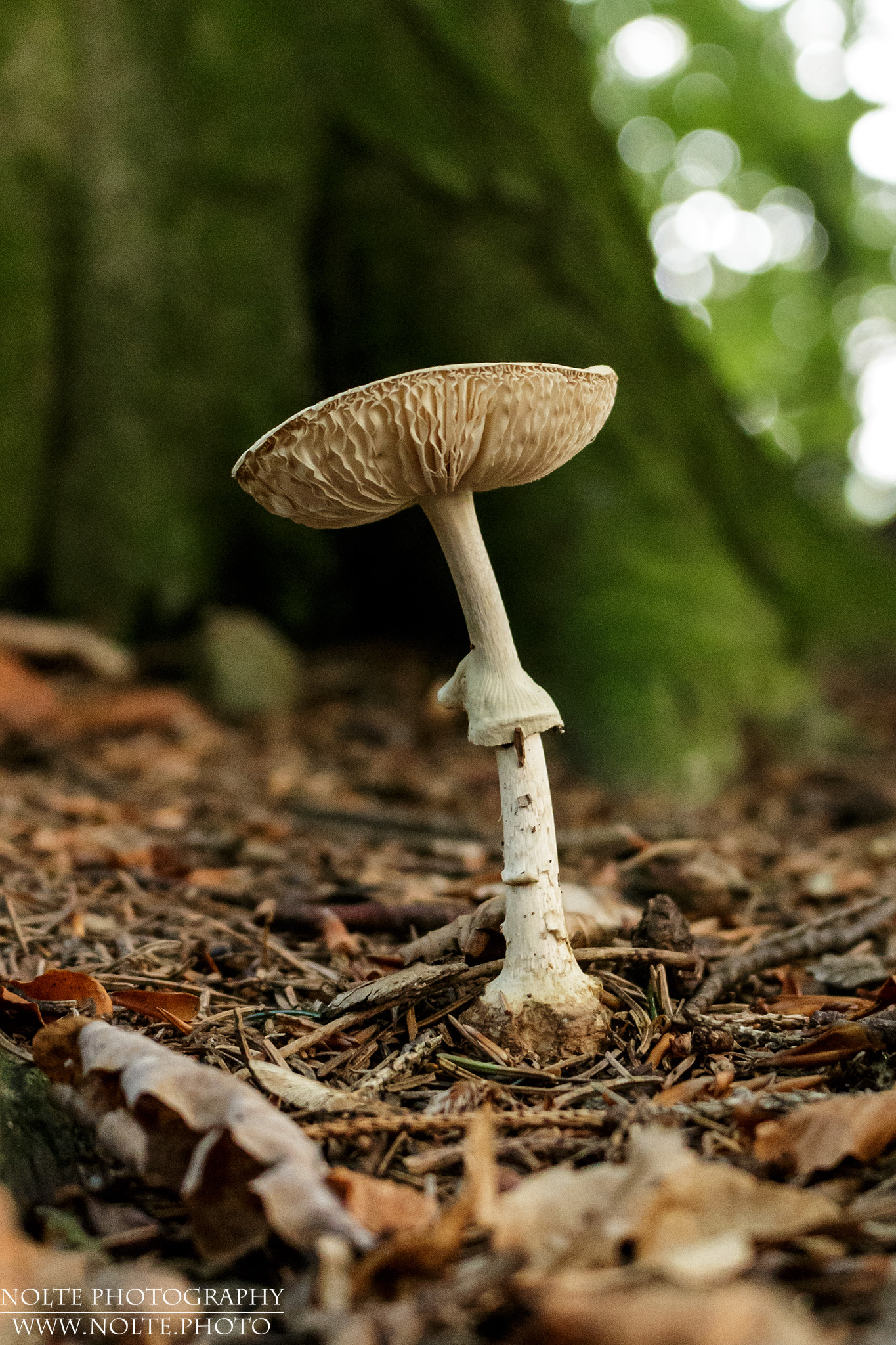 Wulstling (Amanita Sp) im Wald vor einem Baum