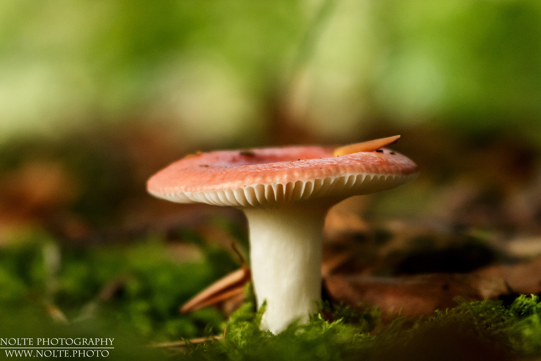 Sehr kleiner Täubling (Russula Sp)