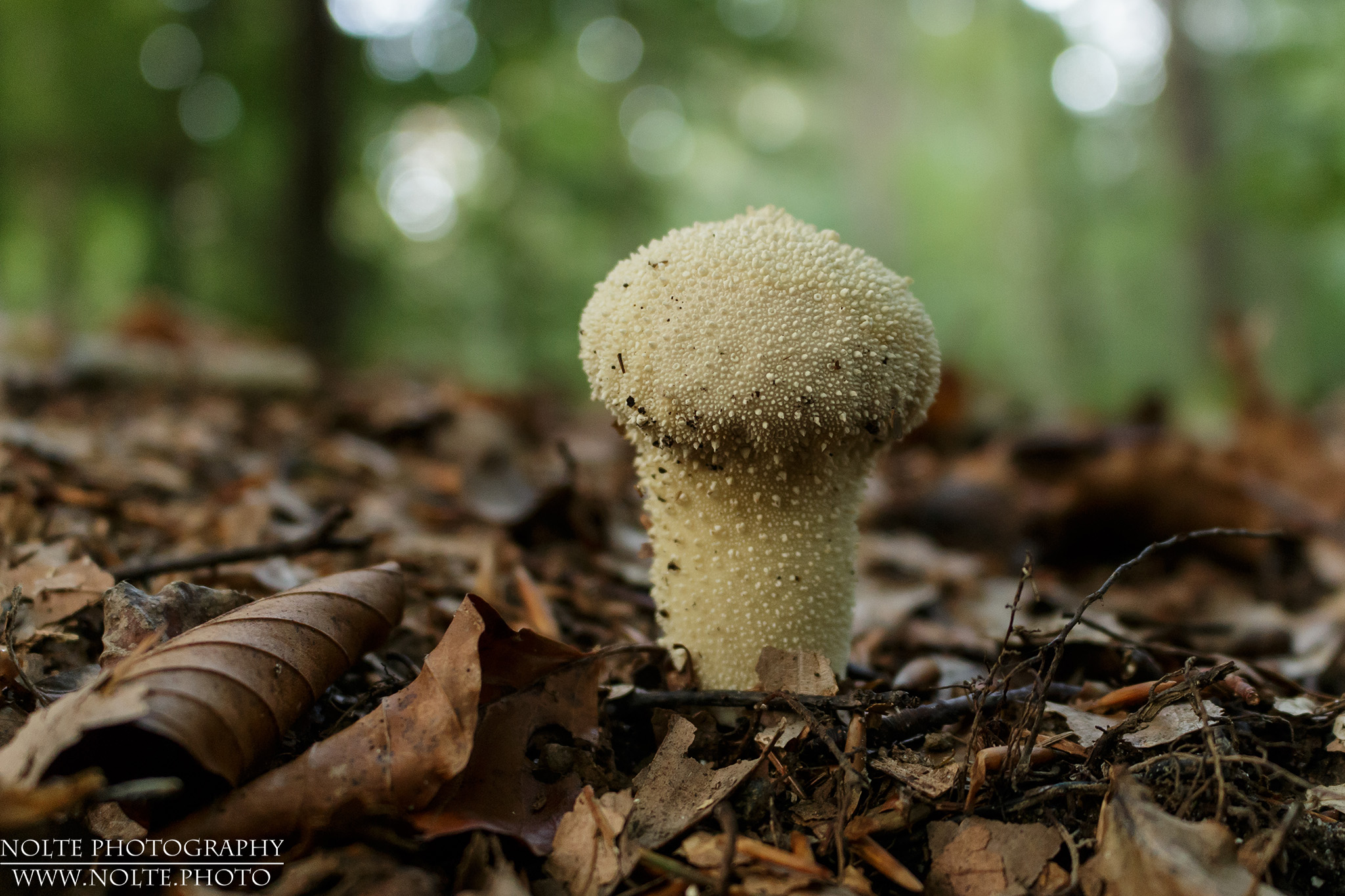 Ein Flaschen-Stäubling (Lycoperdon perlatum, syn. L. gemmatum)