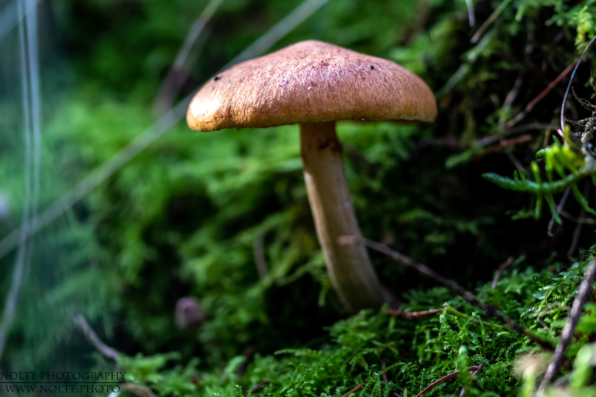 Einsamer Pilz im Moos