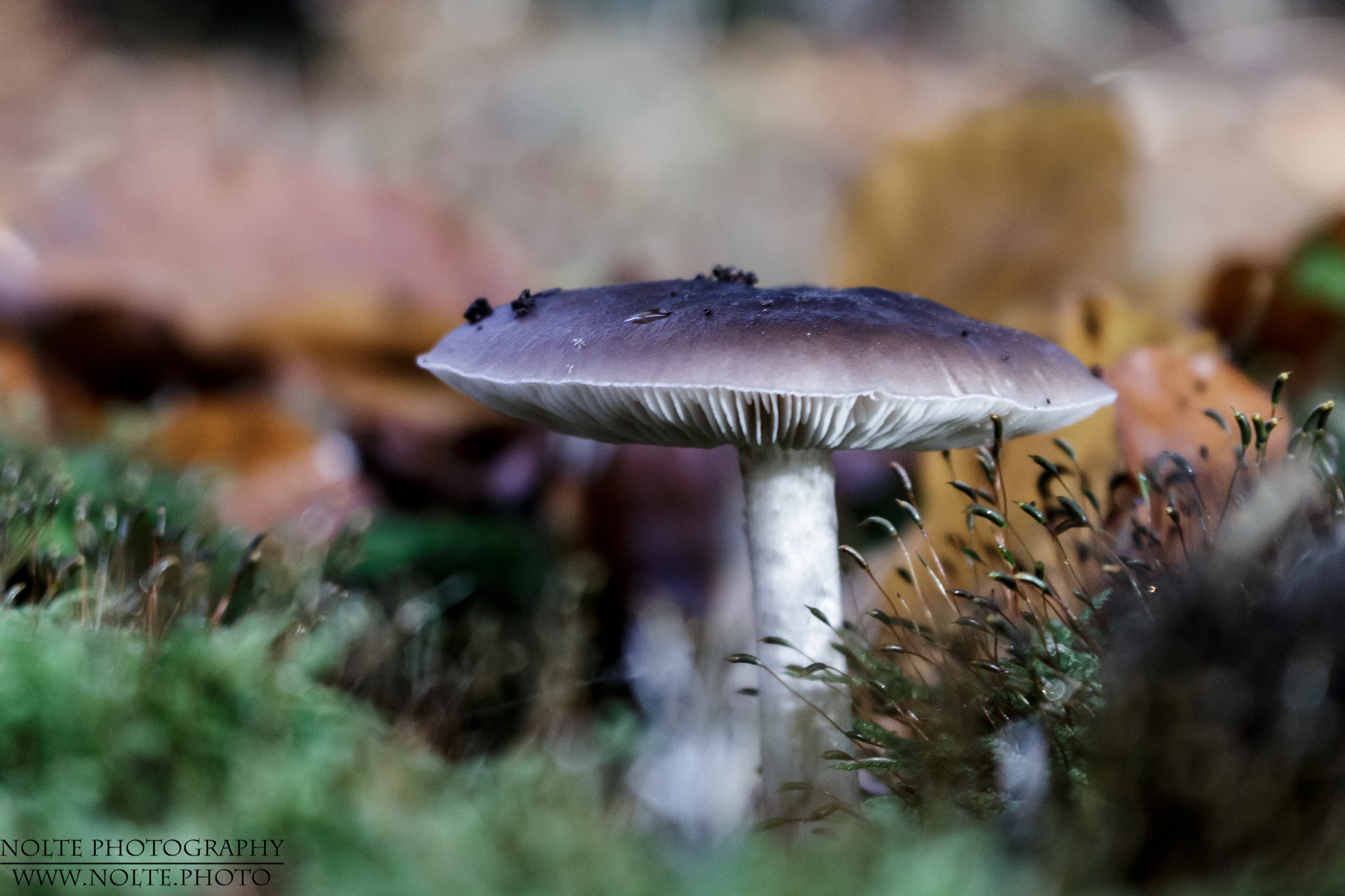 Ein, mir leider unbekannter, kleiner Pilz im Moosbett.