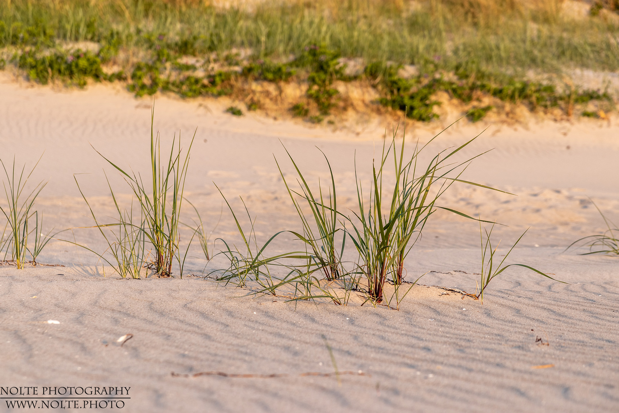 Strandgras