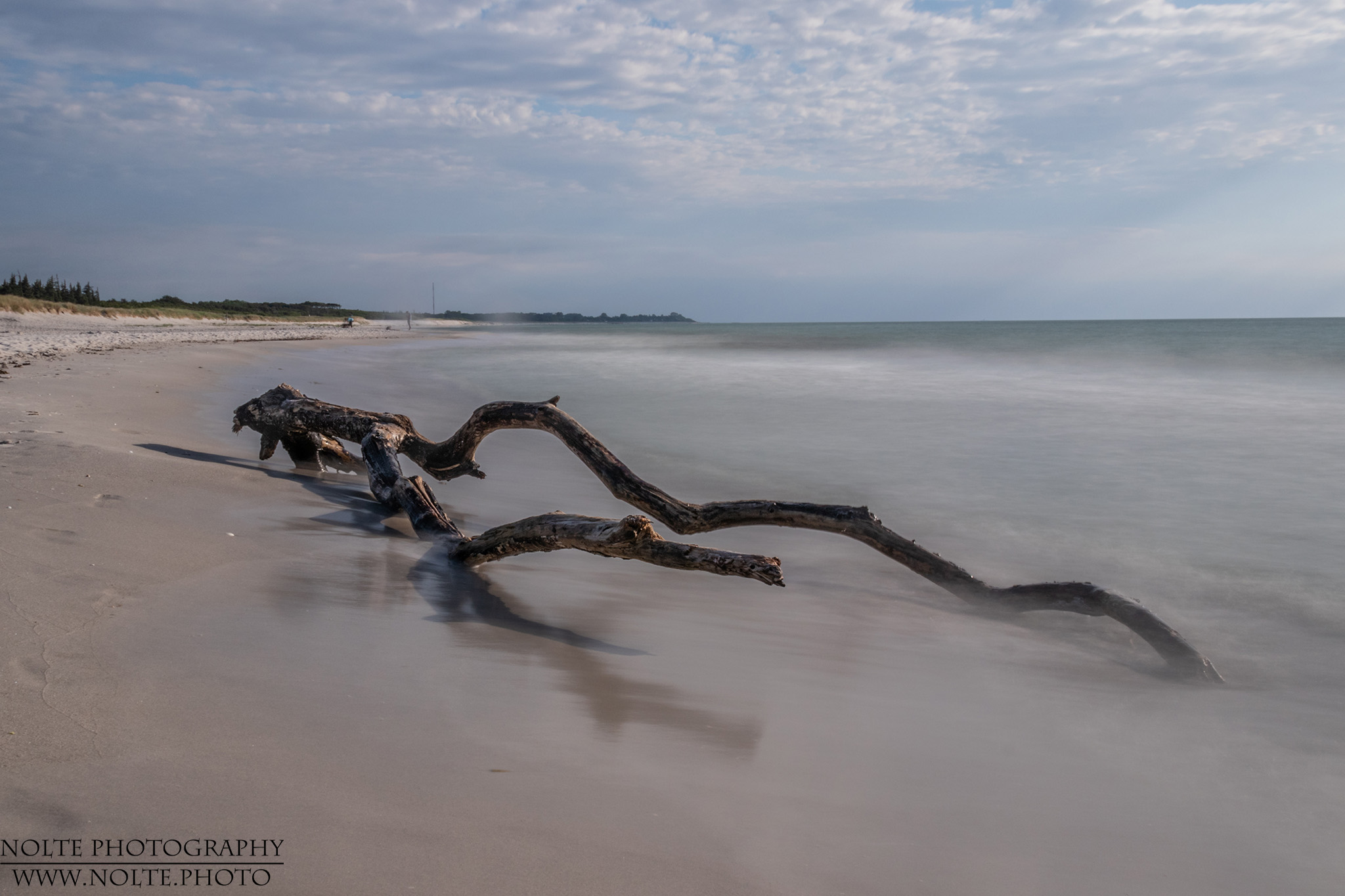 Baum am Strand