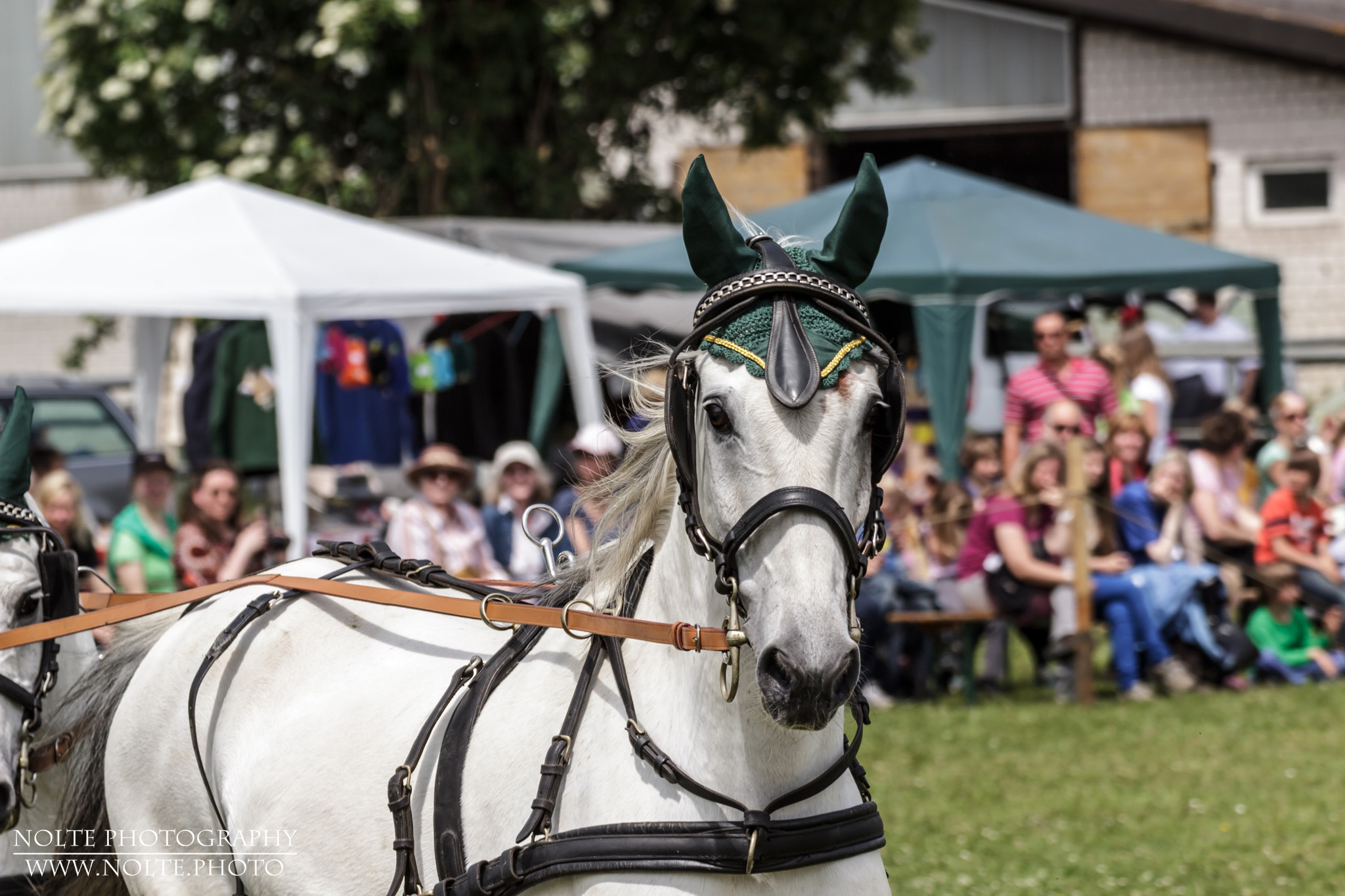 Vorderes Pferd eines Tandem-Zweispänners
