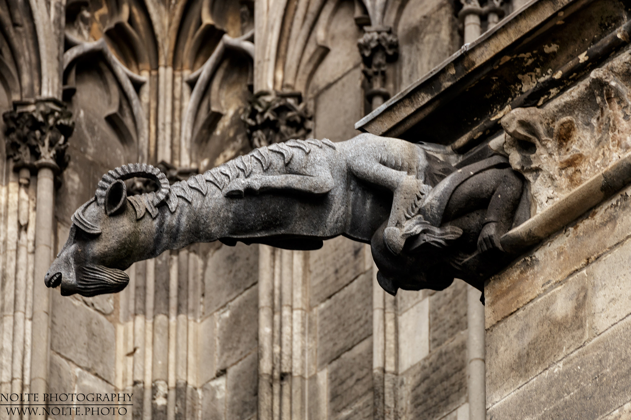 Ein Wasserspeier am Kölner DOM