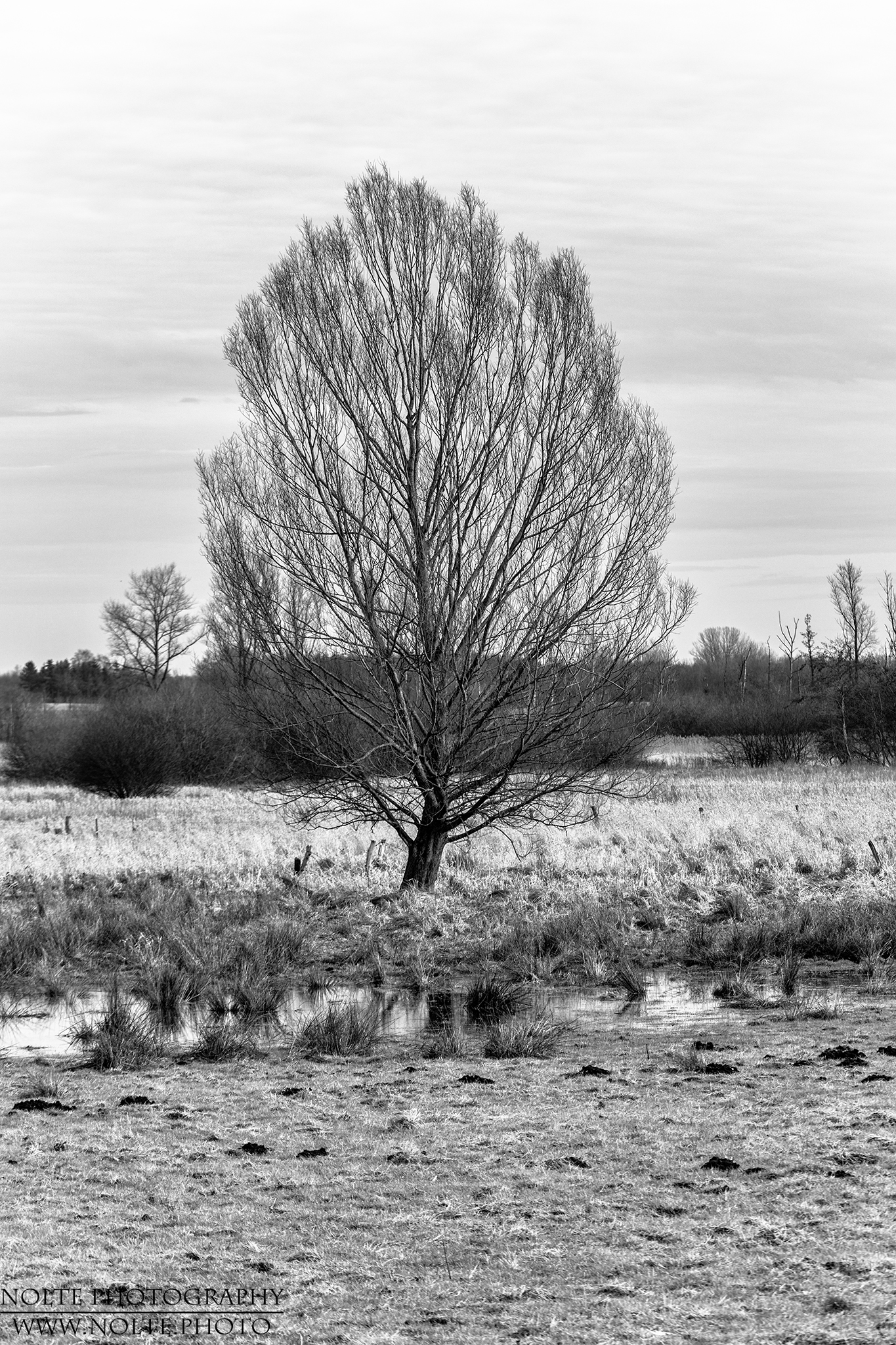 Der Baum im Moor