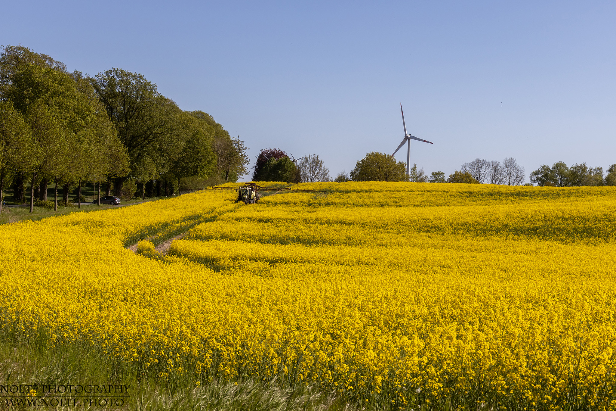 Rapsfeld bei Nütschau
