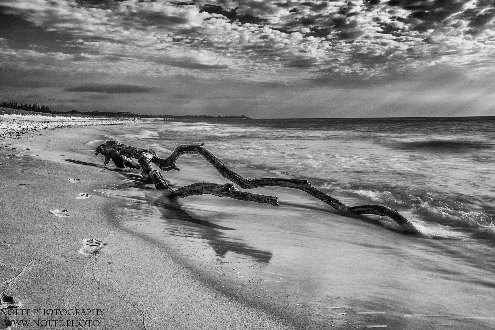 Baum am Strand
