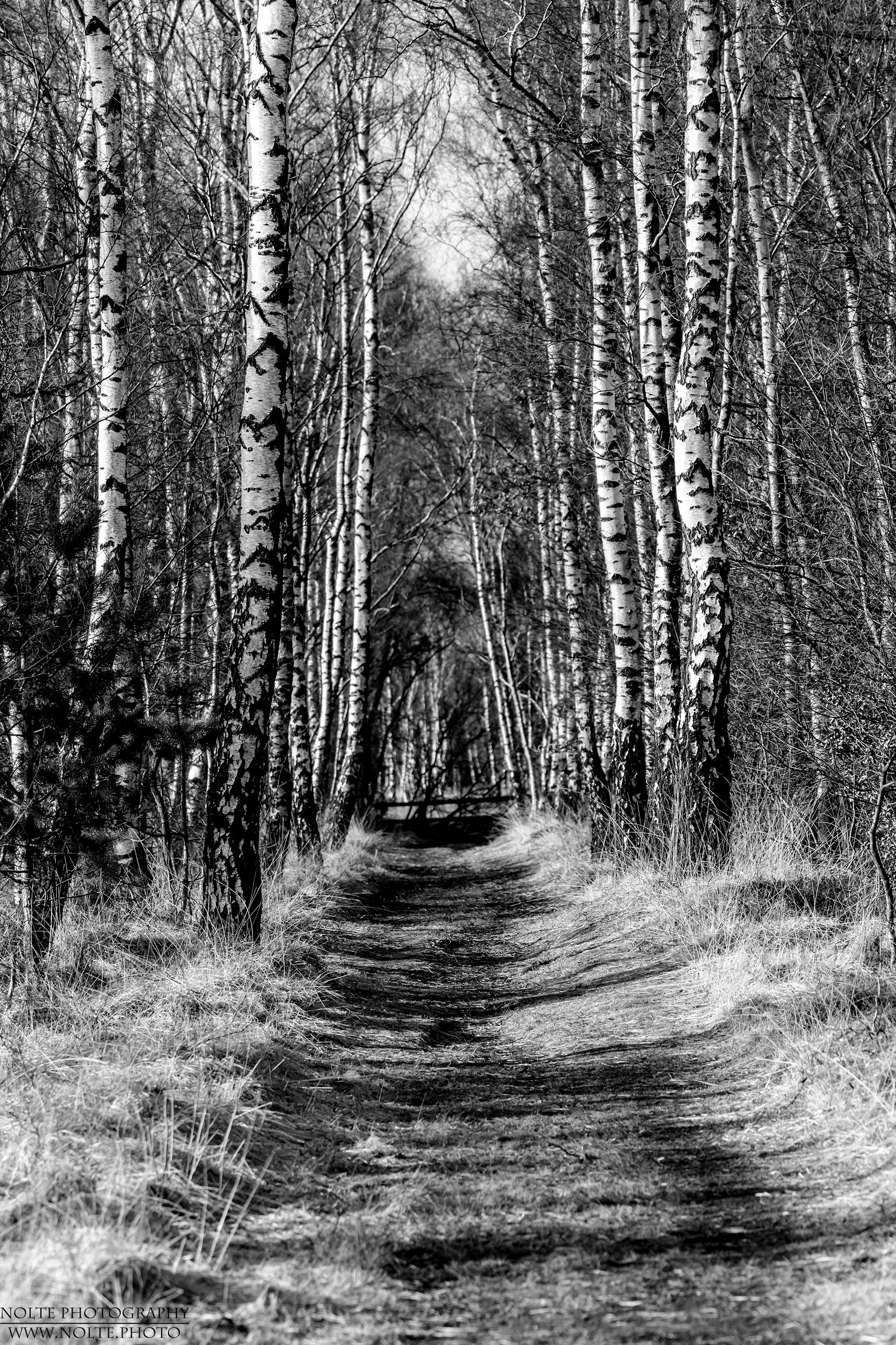 Der Weg durch den Birkenwald