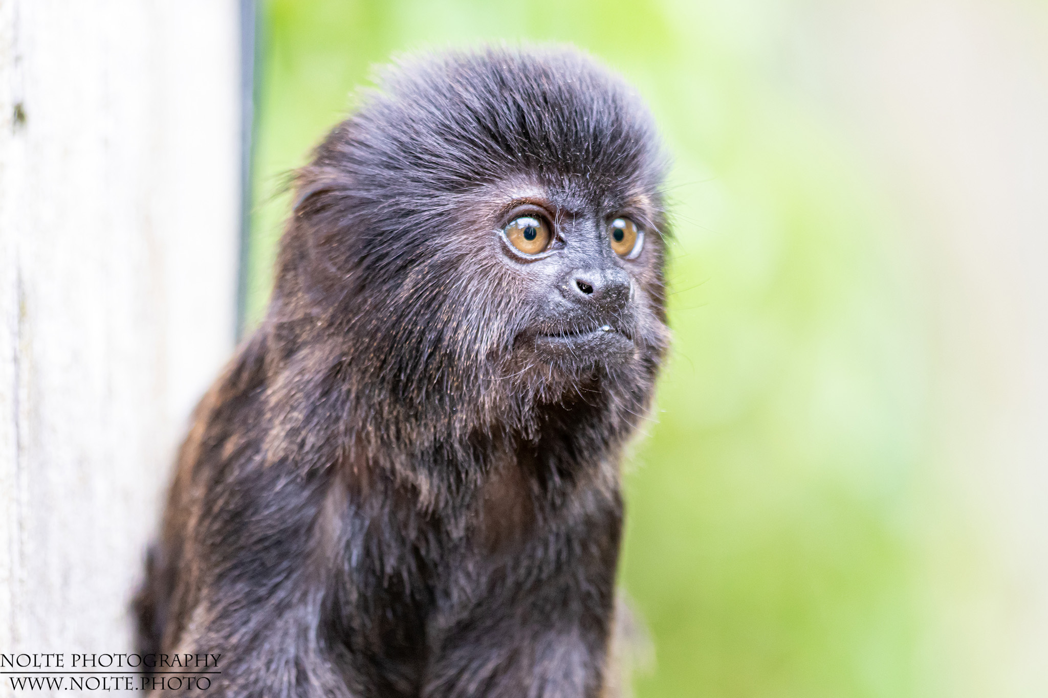 Springtamarin (Callimico goeldii)