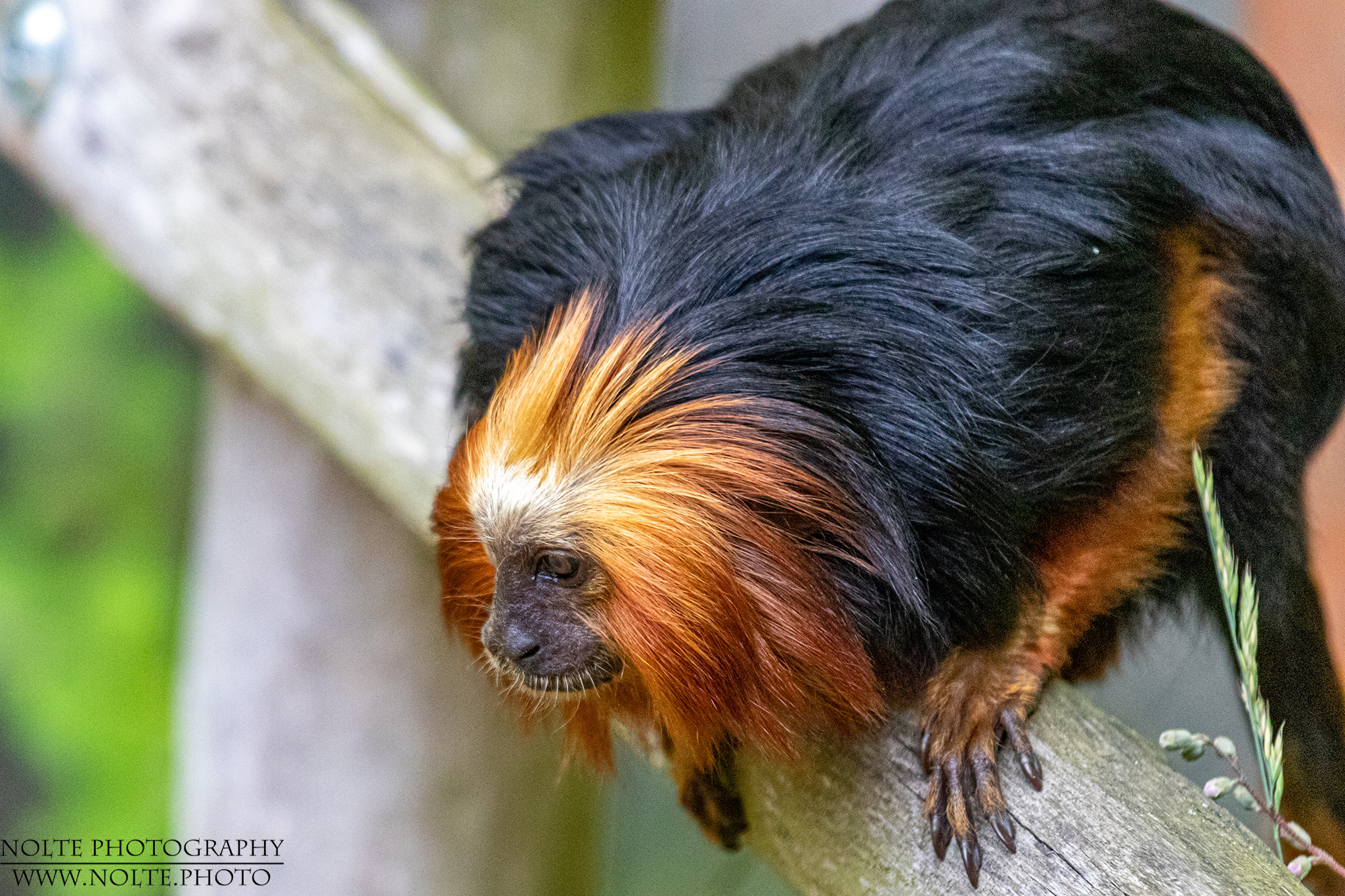 Goldkopflöwenäffchen (Leontopithecus chrysomelas)