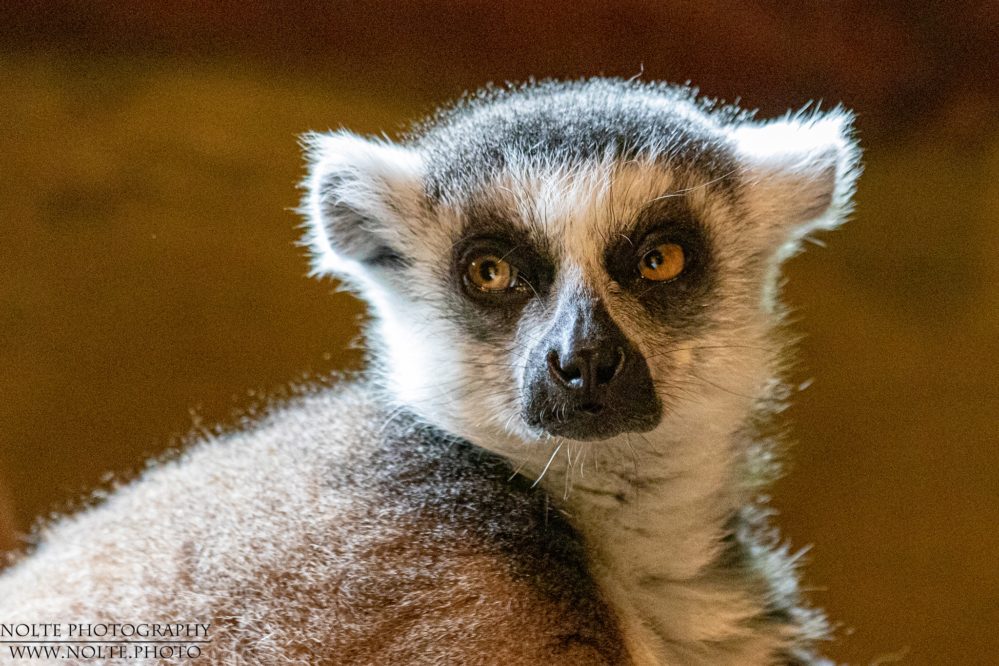 Poprtrait eines Kattas