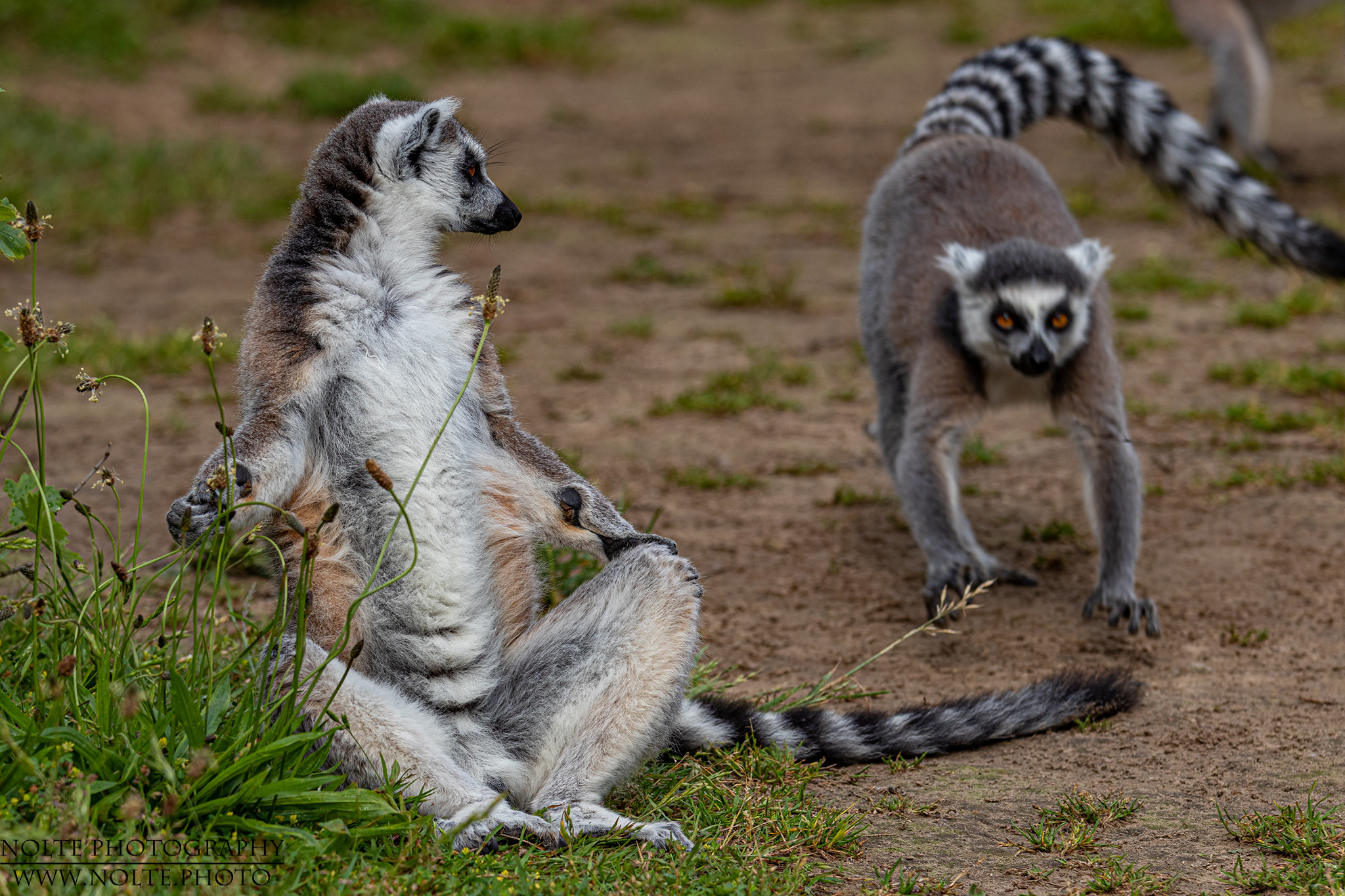 Hee, was störst du mein Yoga?
