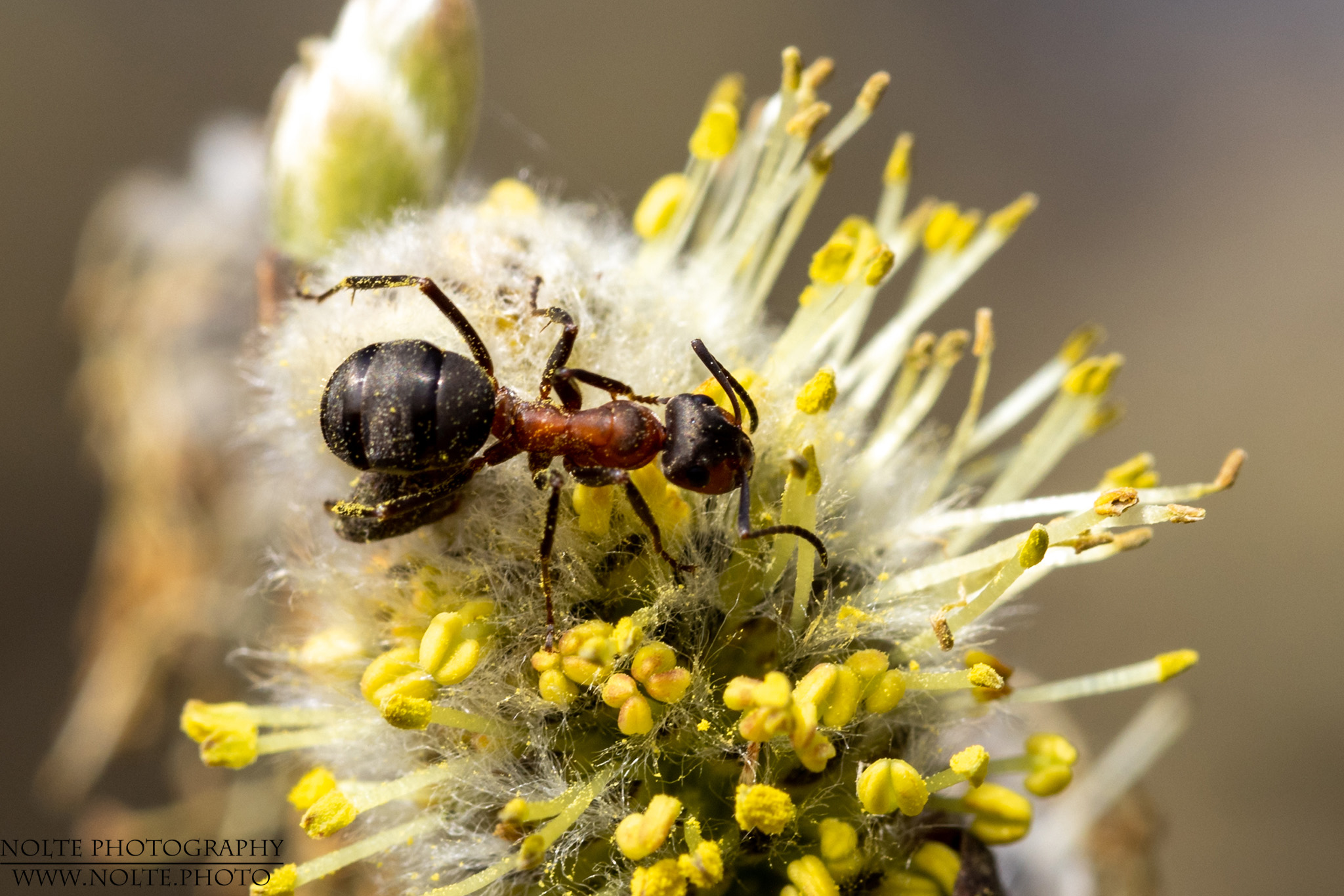 Kahlrückige Waldameise (Formica polyctena) klettert im Weidenkätzchen herum