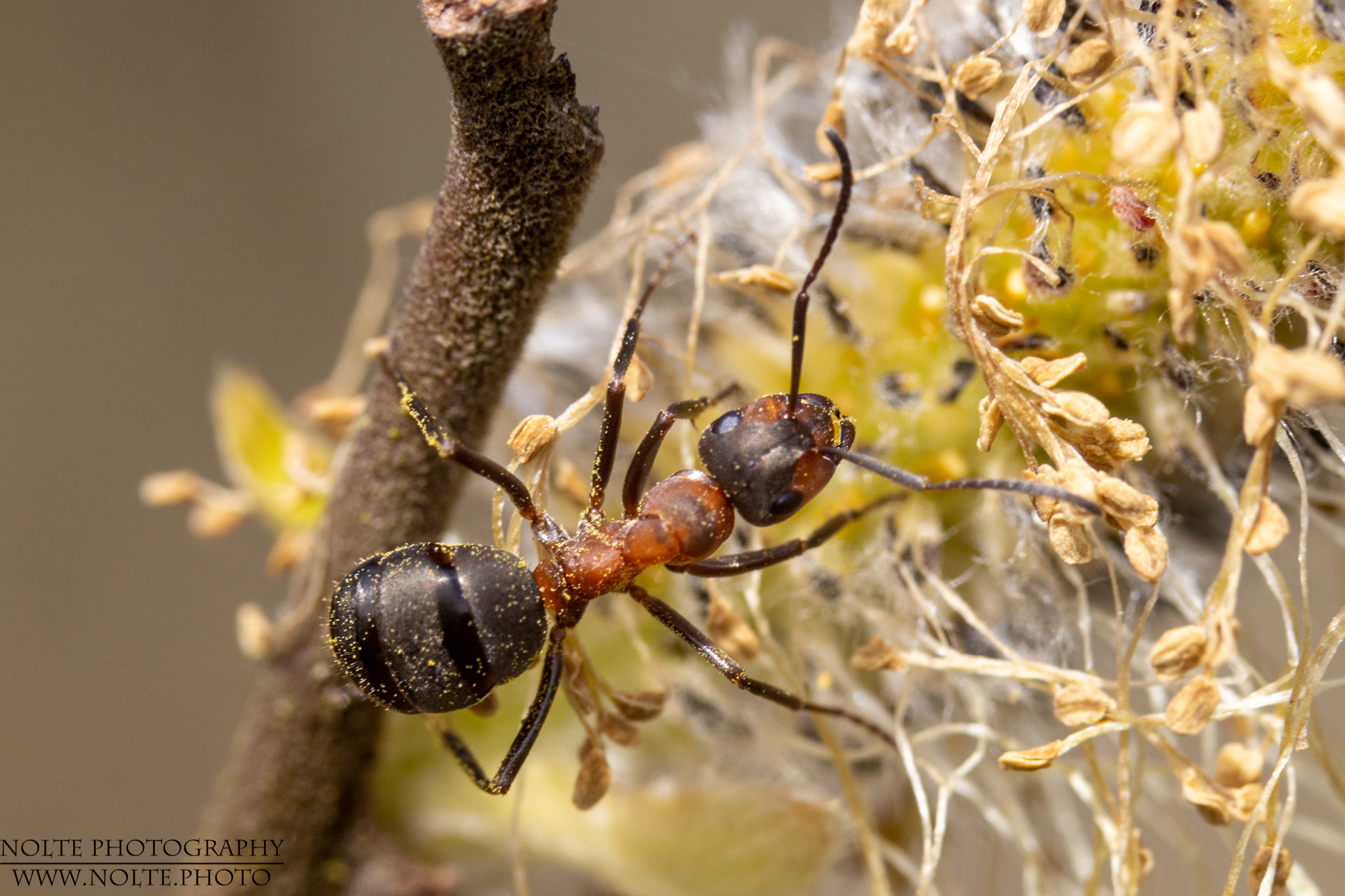 Kahlrückige Waldameise (Formica polyctena)