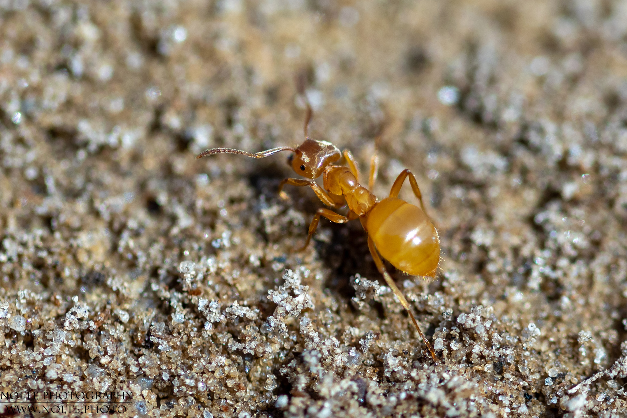 Wegameise auf einer Sandfläche