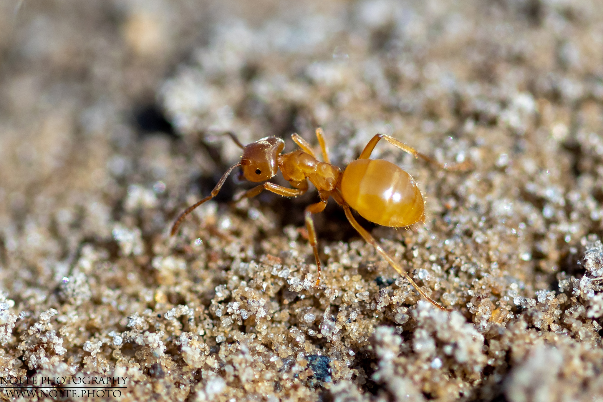 Gelbe Wiesenameise oder Gelbe Wegameise, auch Bernsteingelbe Ameise (Lasius flavus)