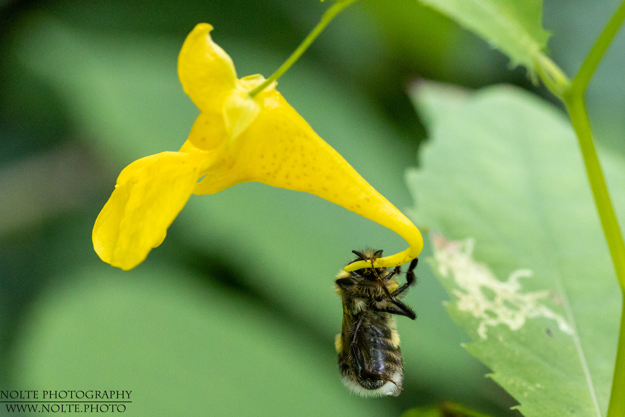 Gartenhummel (Bombus hortorum) an Springkraut