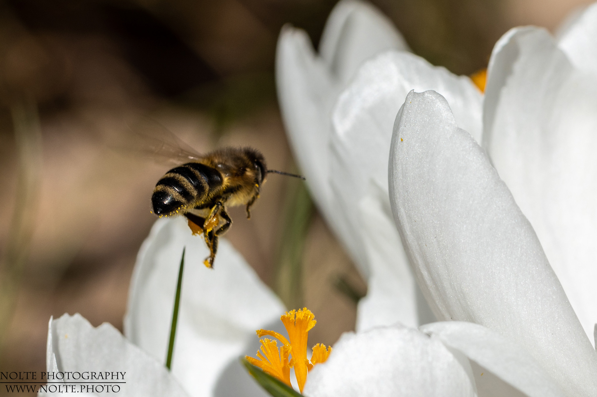 Auf dem Weg zur nächsten Blüte