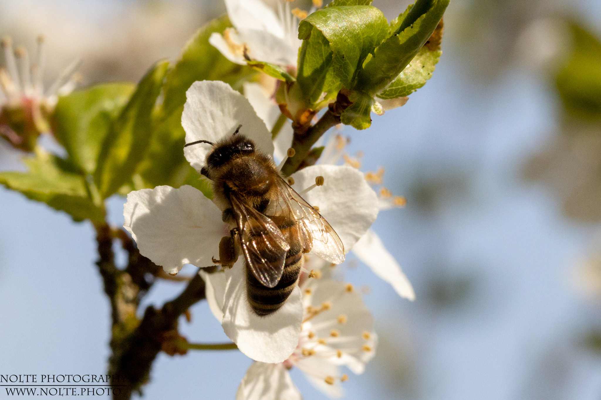 Honigbiene in der Blüte