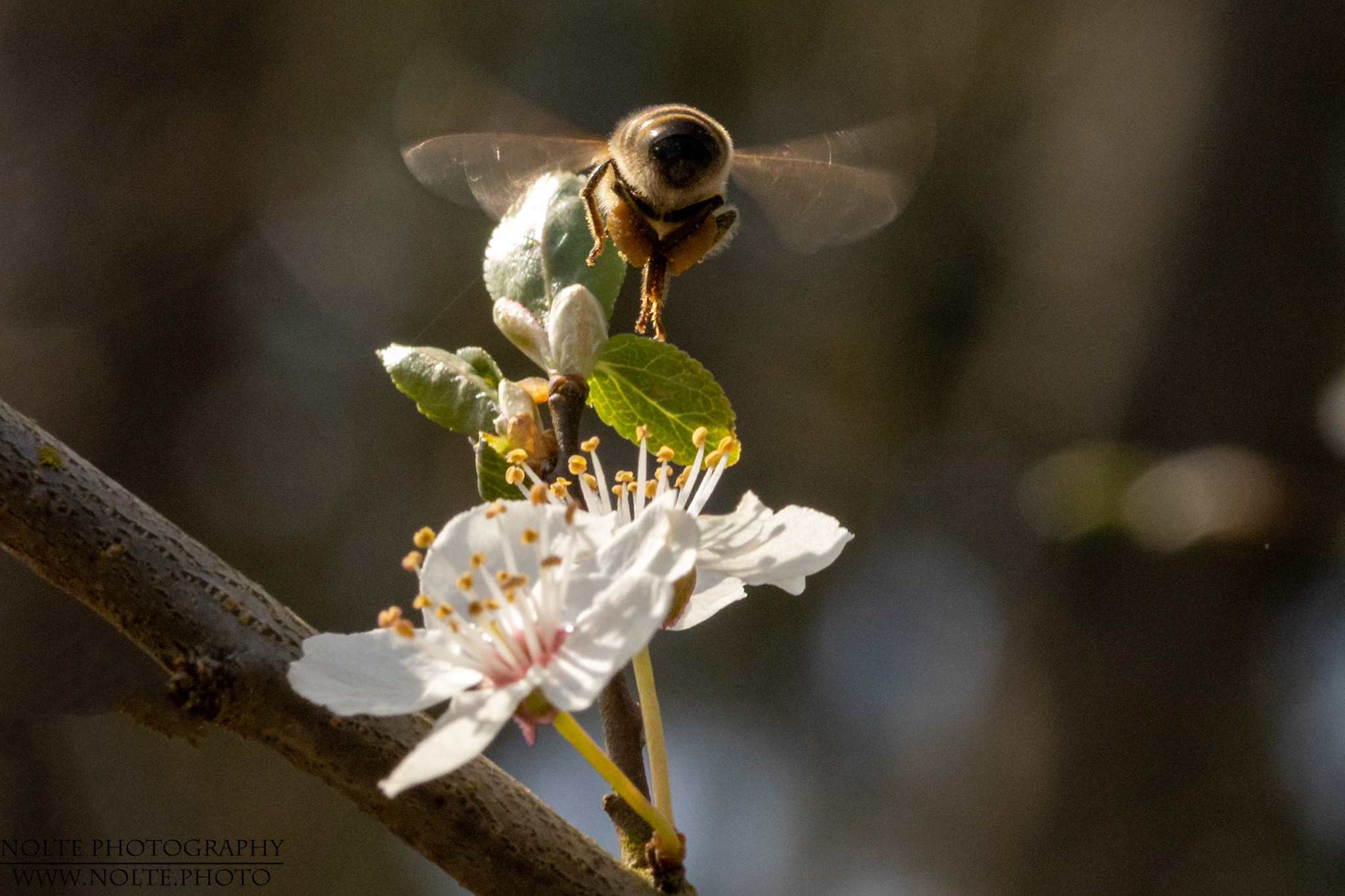 Auf zur nächsten Blüte