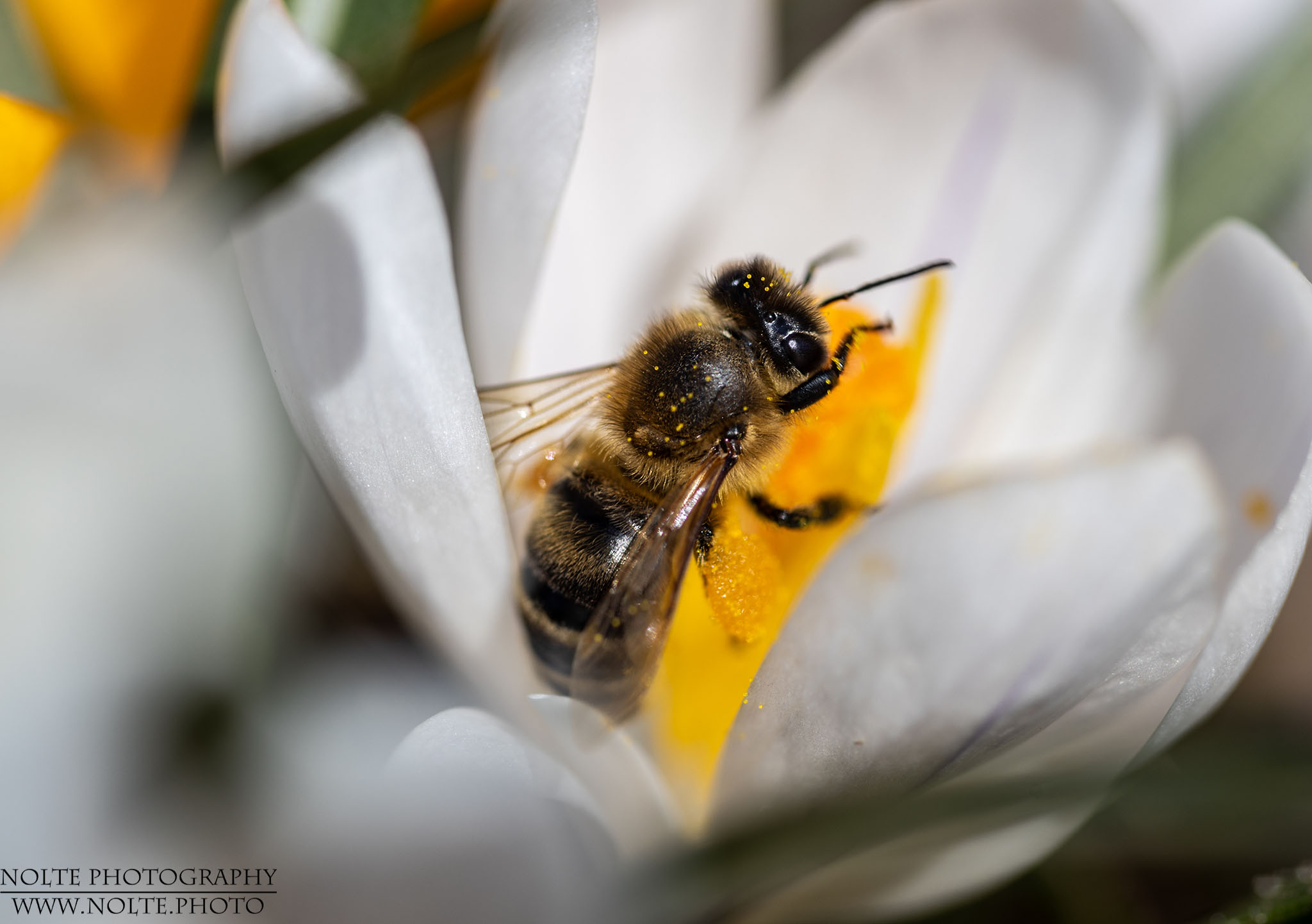 Honigbiene in Krokusblüte