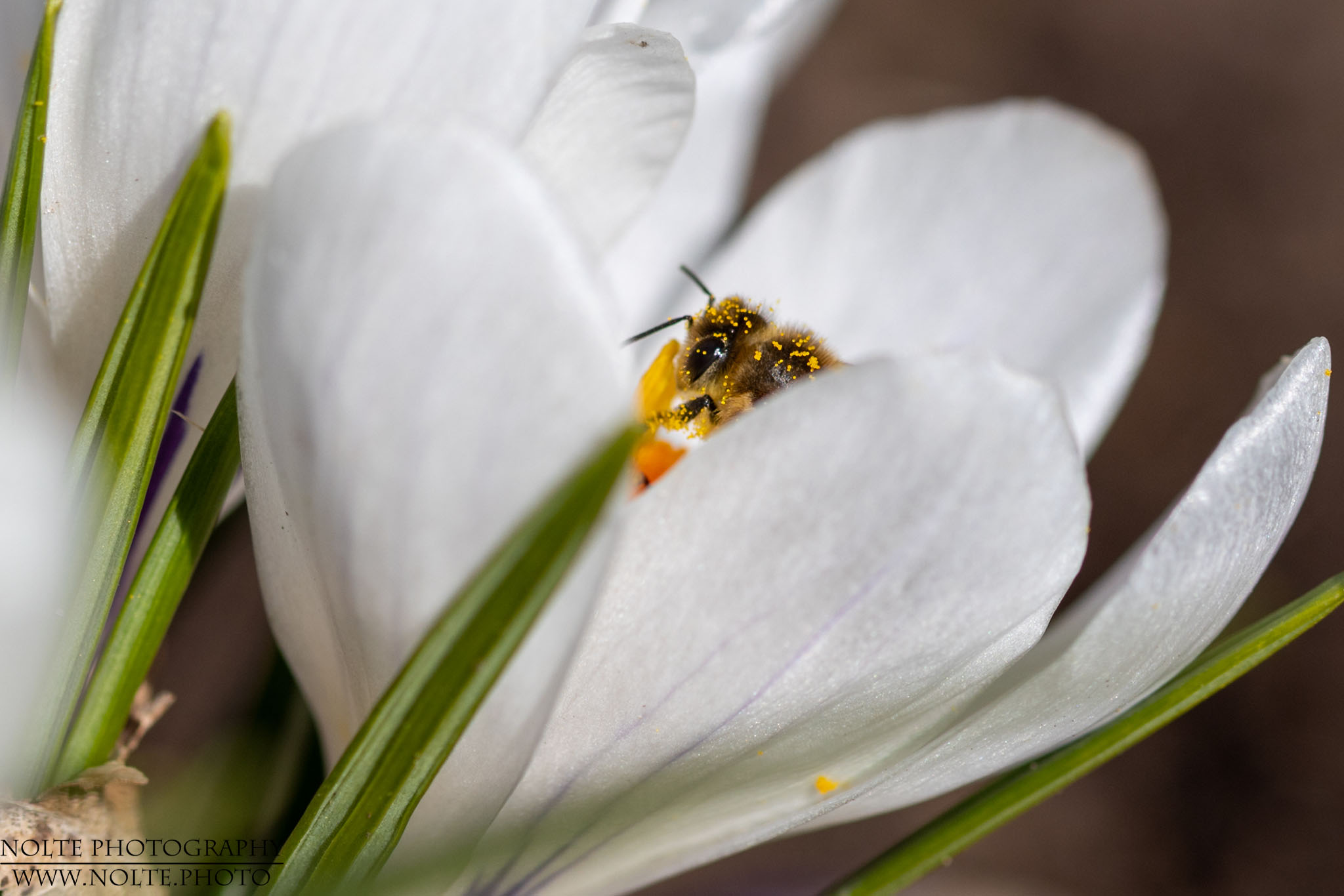 In der Krokusblüte versteckt