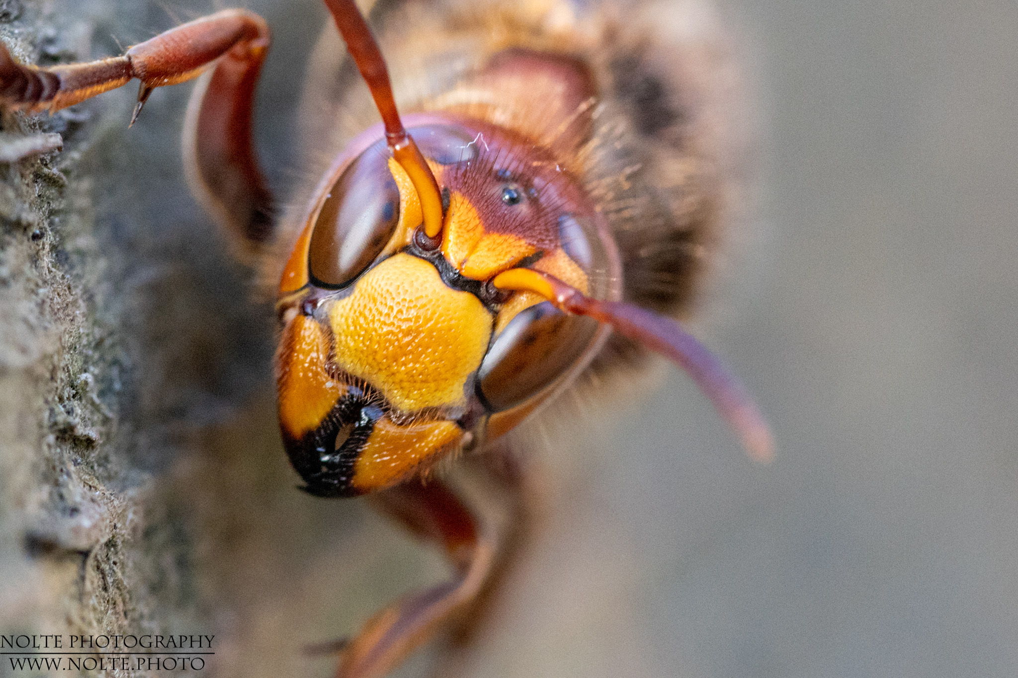Hornissenkopf Frontansicht