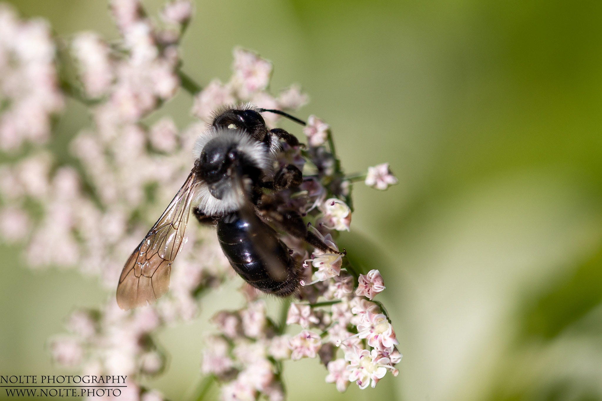 Graue Sandbiene (Andrena cineraria) bei der Pollenernte