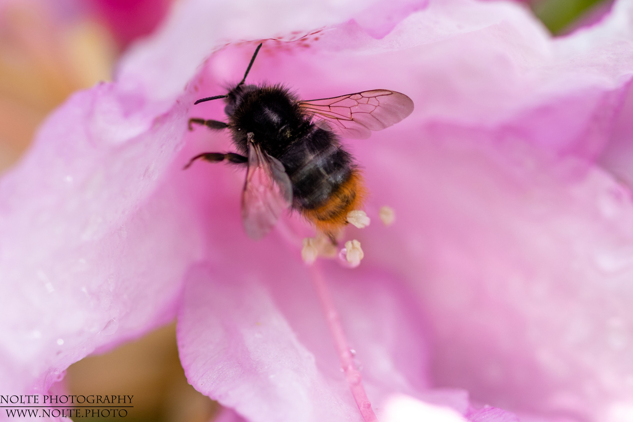 Kleine Biene im Rhododendron
