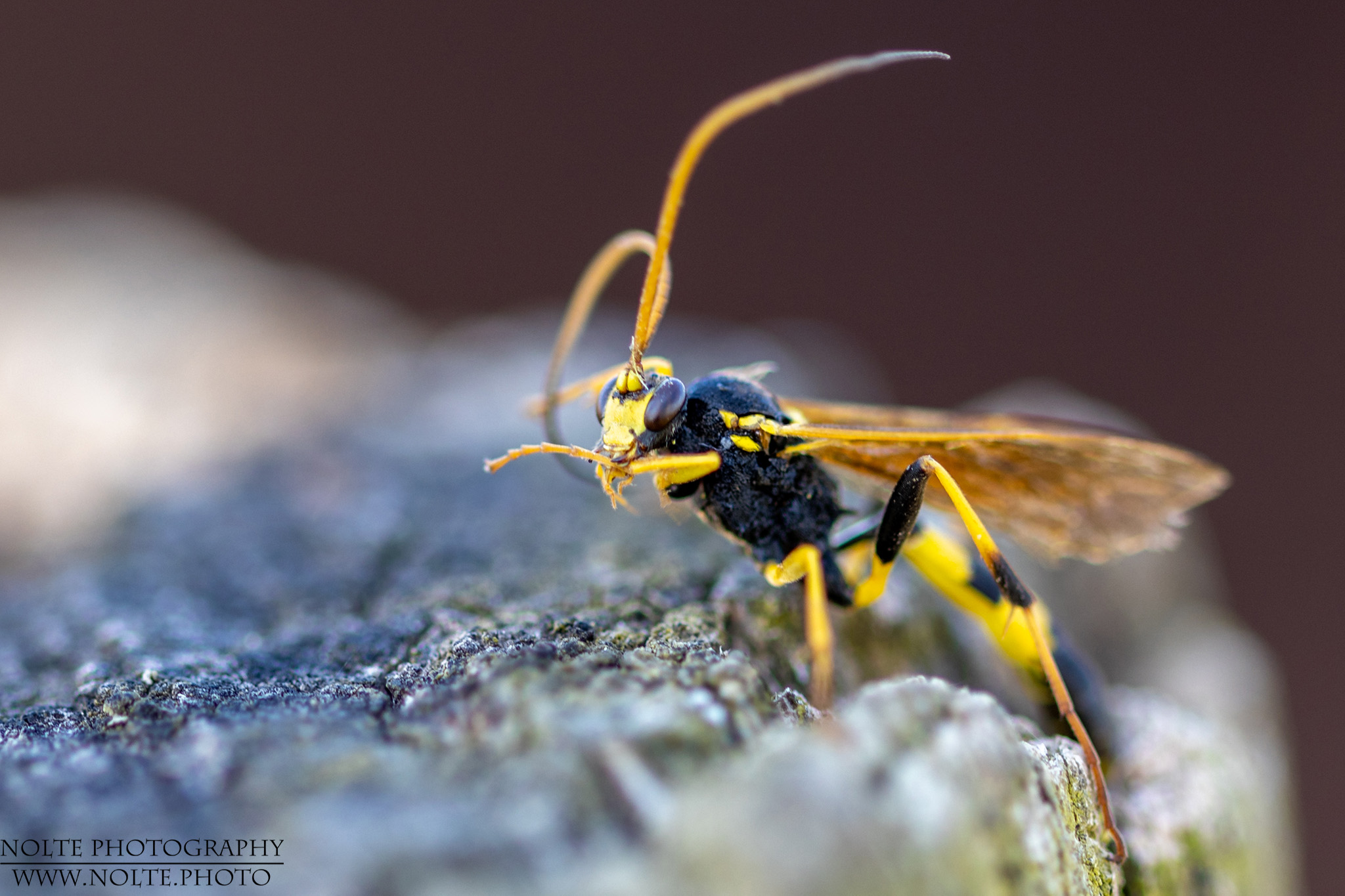 Gelbschwarze Schlupfwespenart