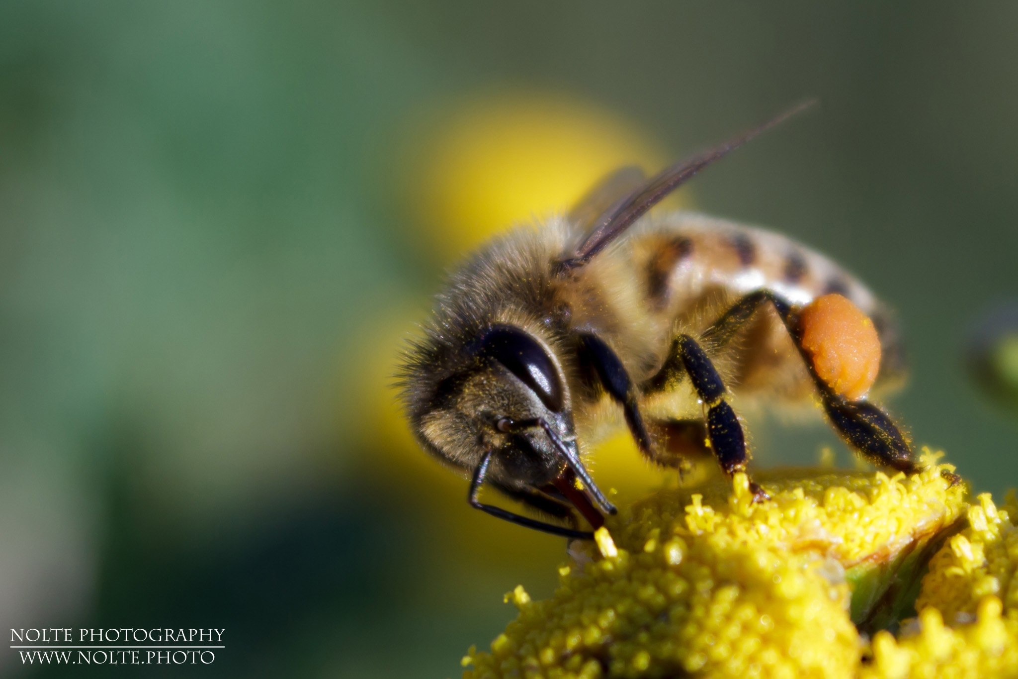 Eine Westliche Honigbiene (Apis mellifera) bei der Pollenernte auf Rainfarn