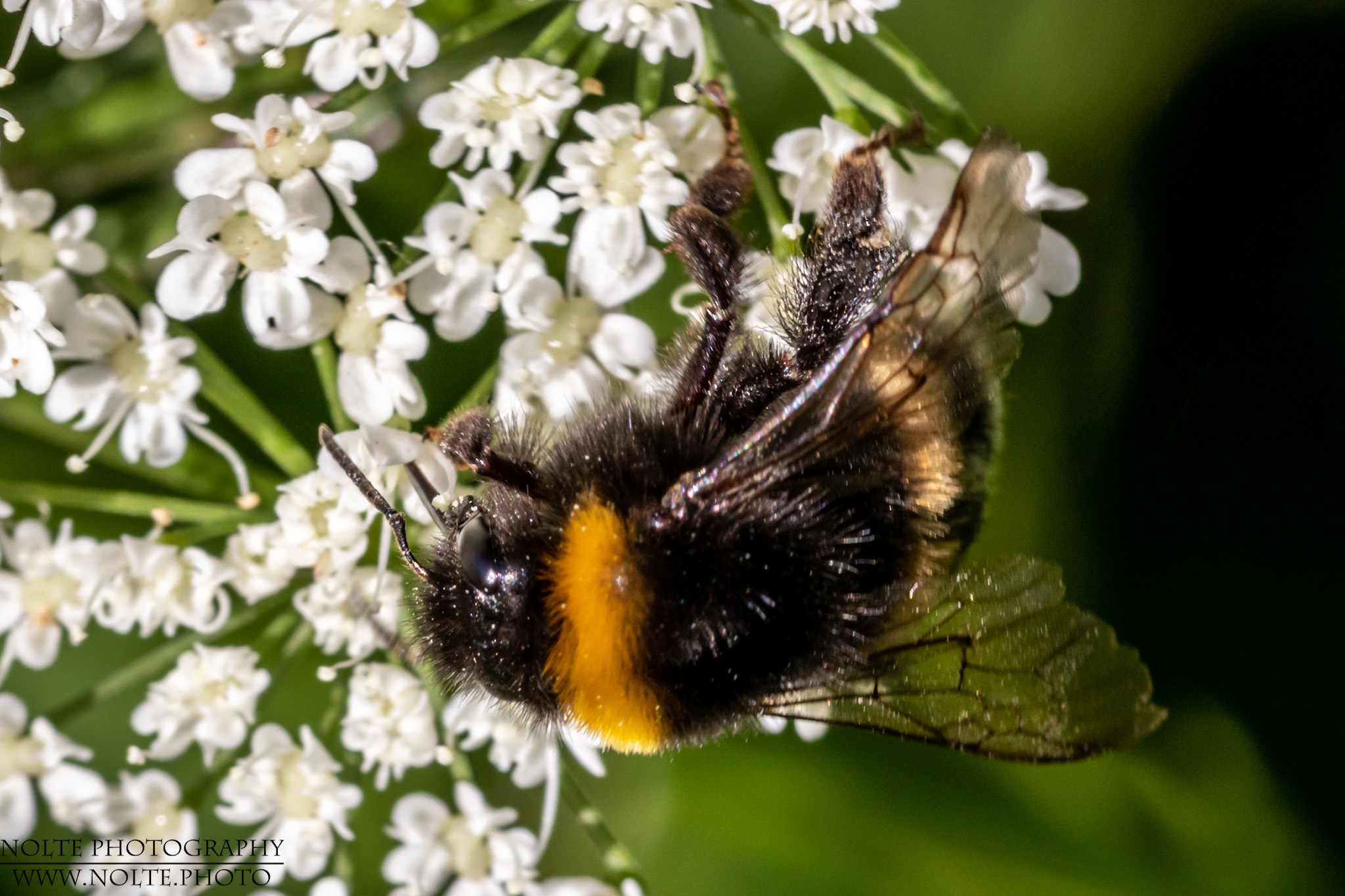 Hummel an weissen Blüten