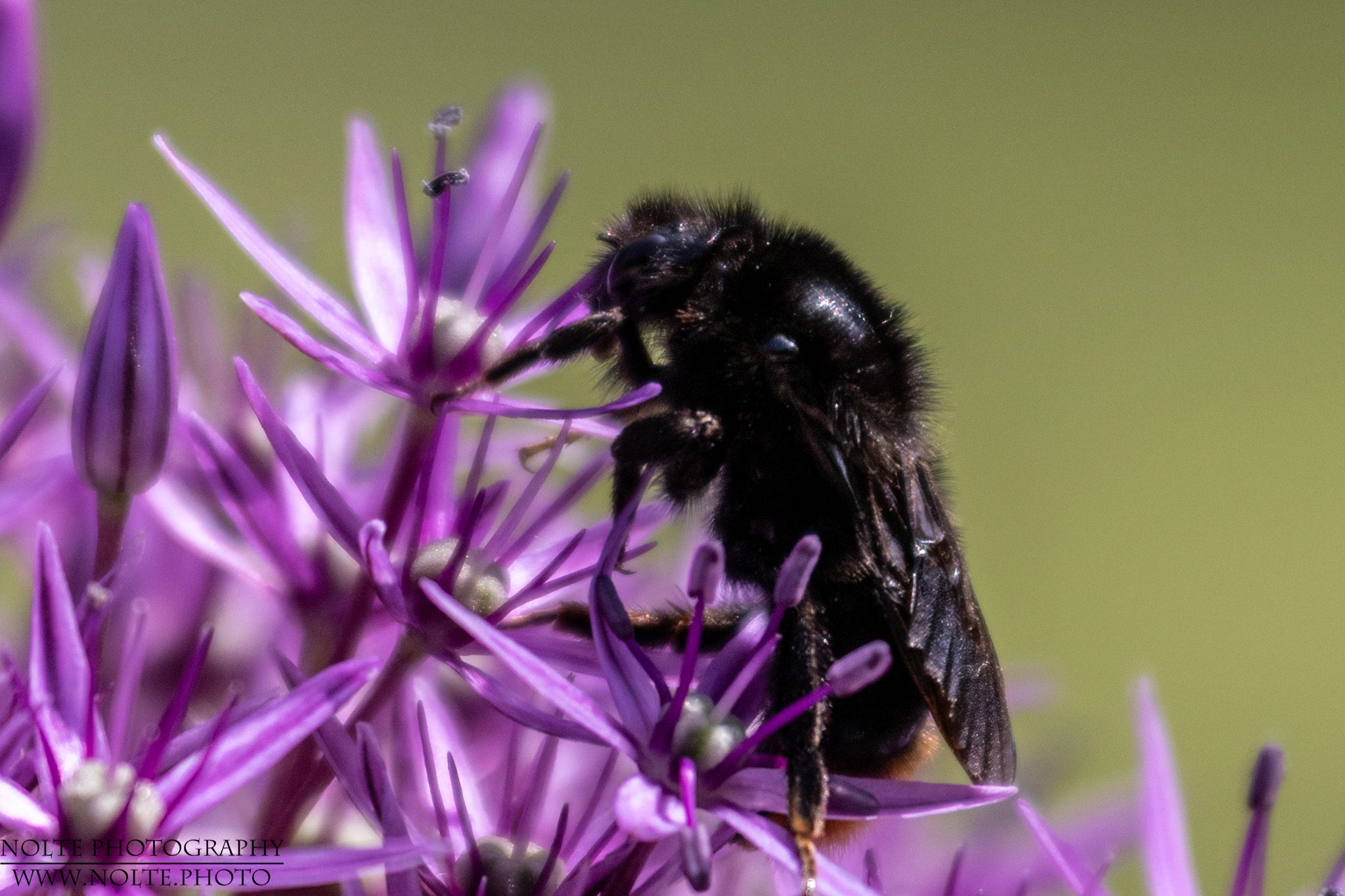 Dunkle Biene an einer Blüte