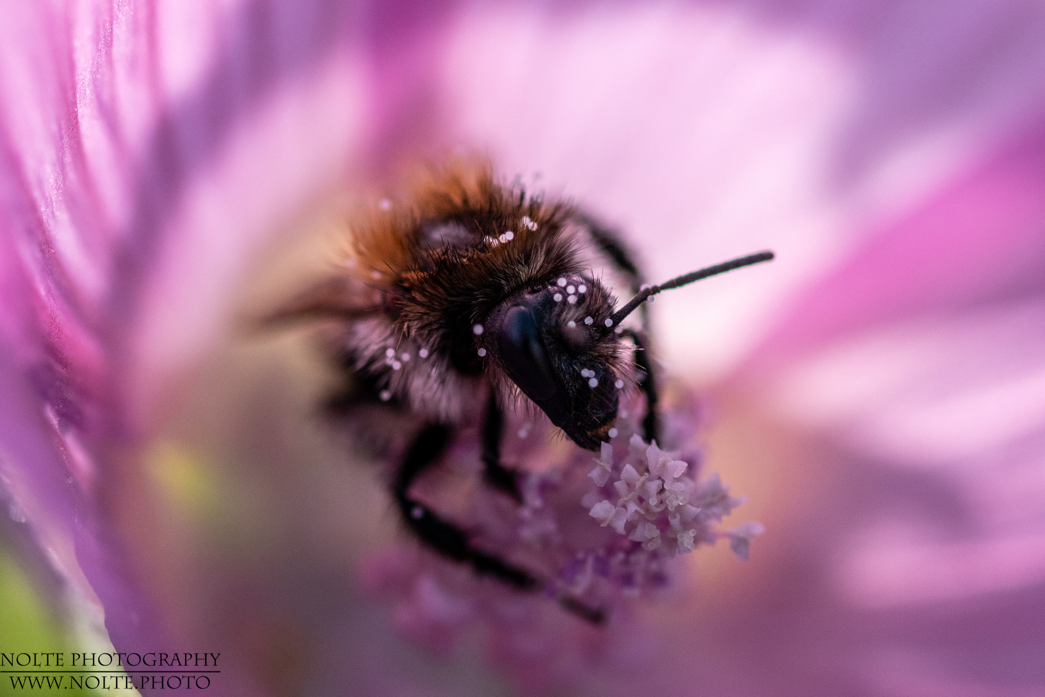 Kleine Biene in einer Blüte