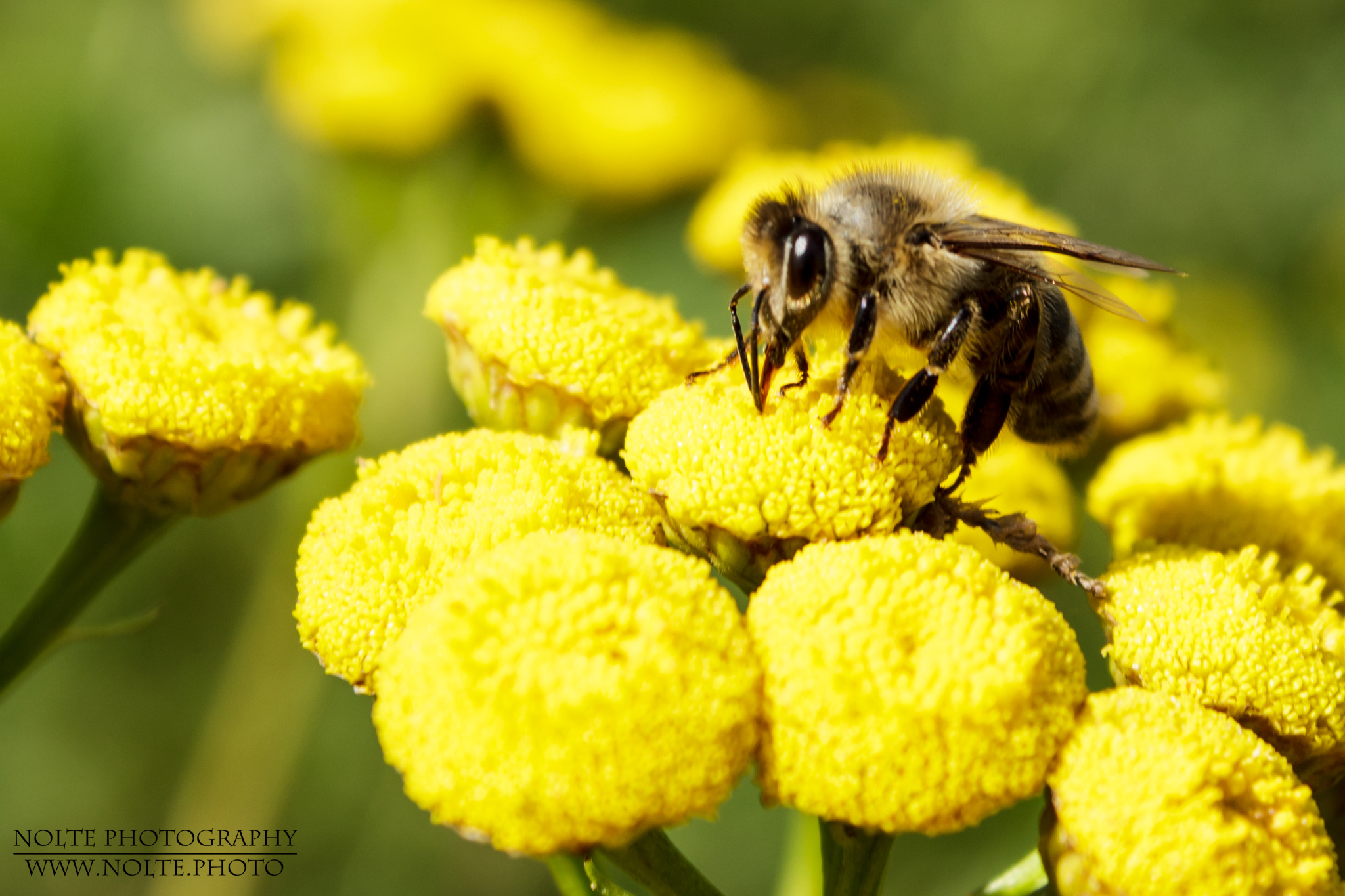 Eine Westliche Honigbiene (Apis mellifera) auf Rainfarn bei der Nahrungssuche