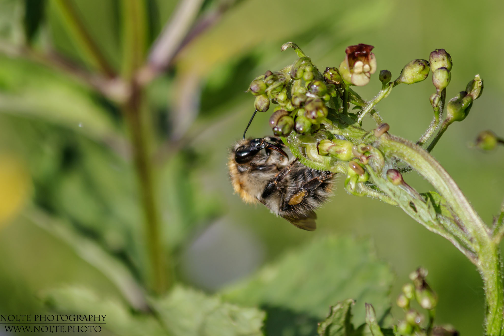 Eine Honigbiene (Apis mellifera) bei der Arbeit
