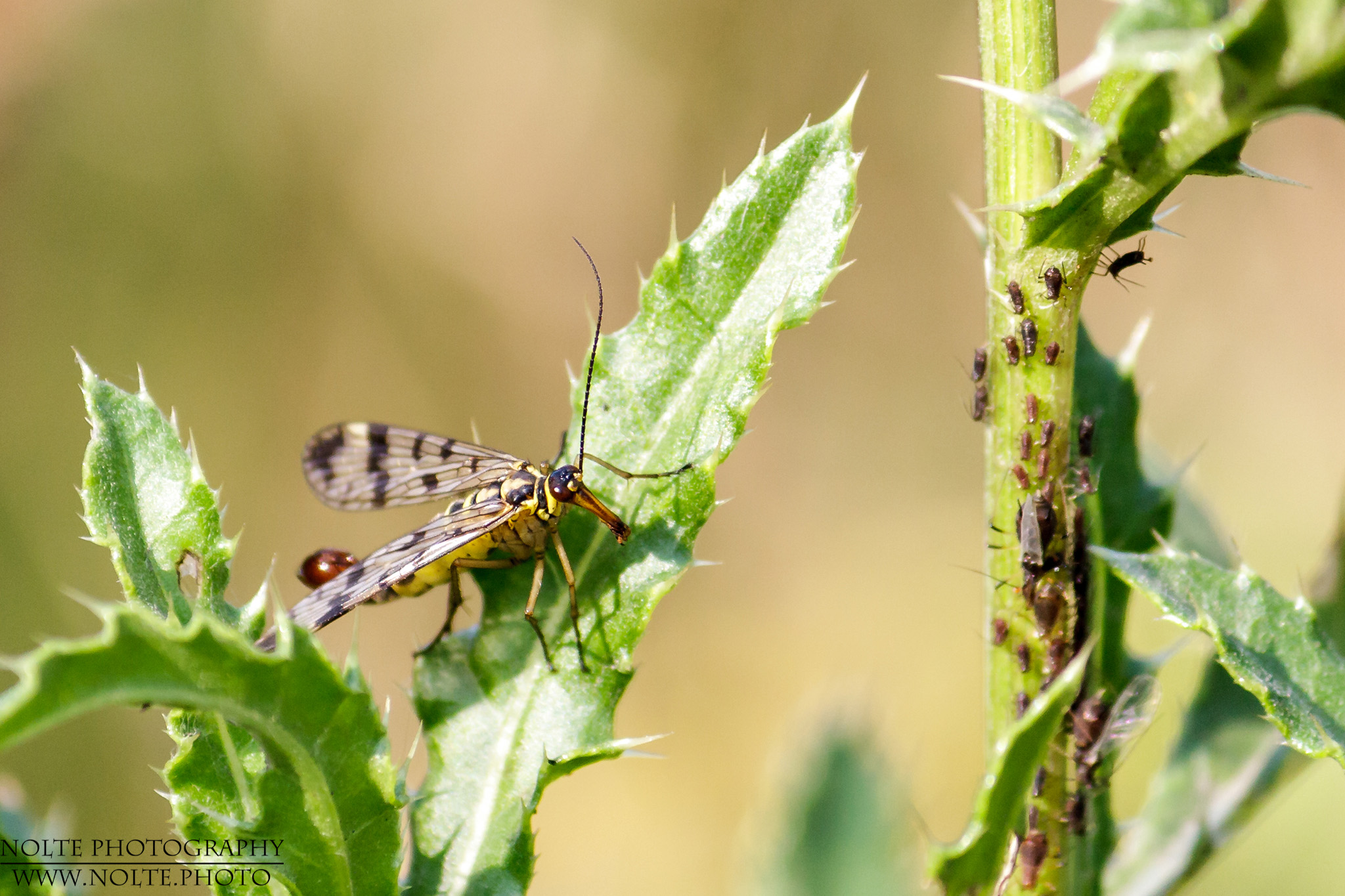 Trotz des gefährlichen Namens und Aussehens vollkommen ungefährliche Skorpionsfliege (Panorpa communis)