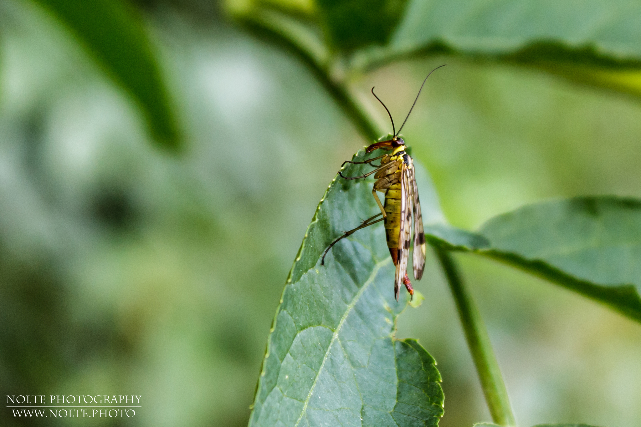 Eine Deutsche Skorpionsfliege Panorpa germanica) sitzt an einem Blatt