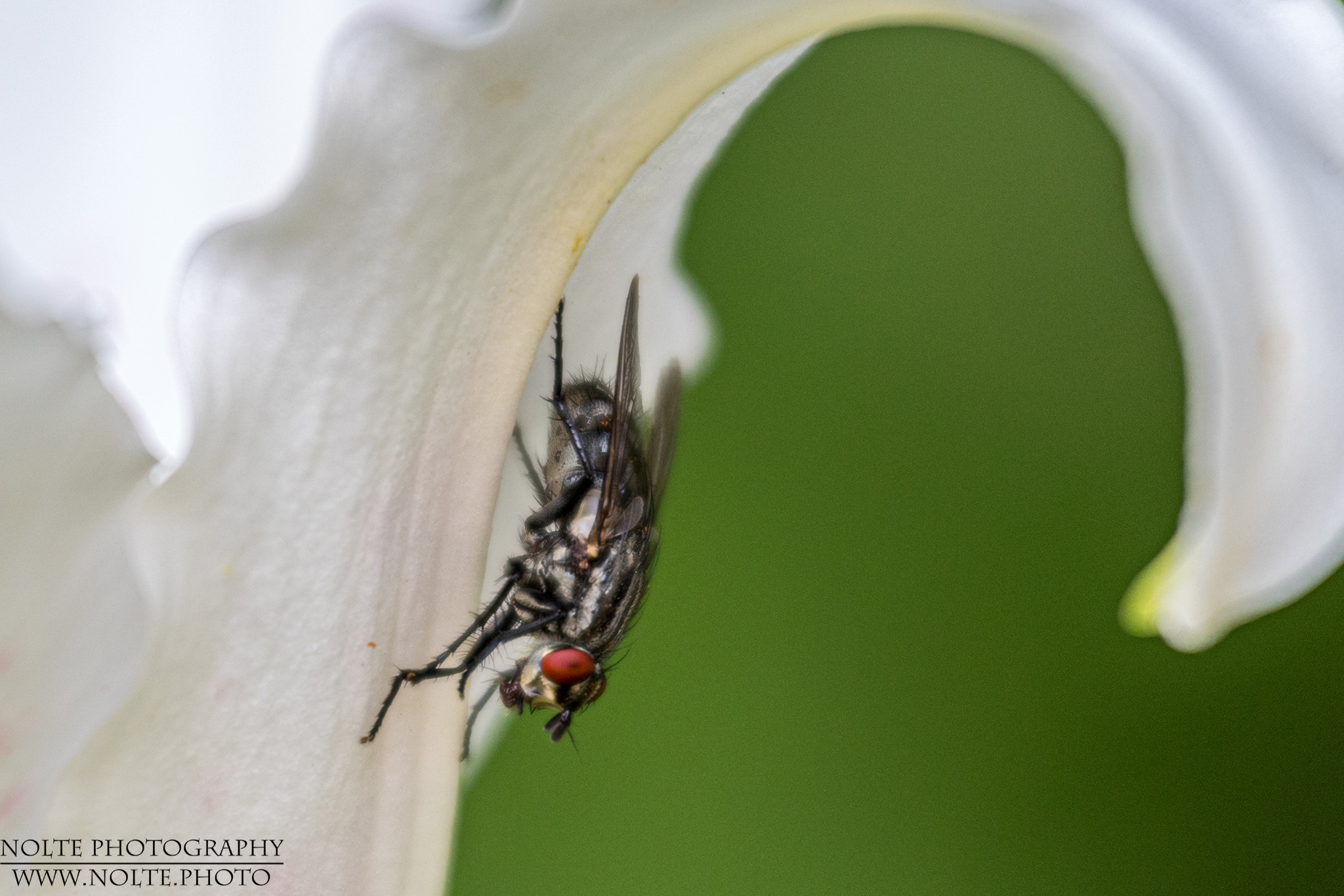 Fliege an Lilienblüte