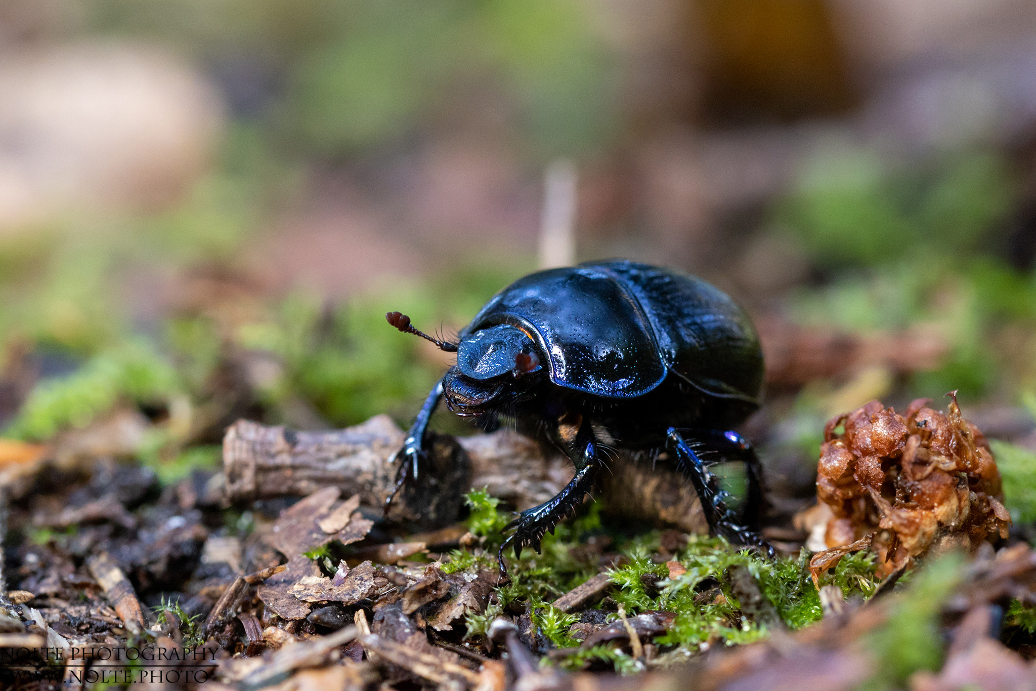 Waldmistkäfer (Anoplotrupes stercorosus)