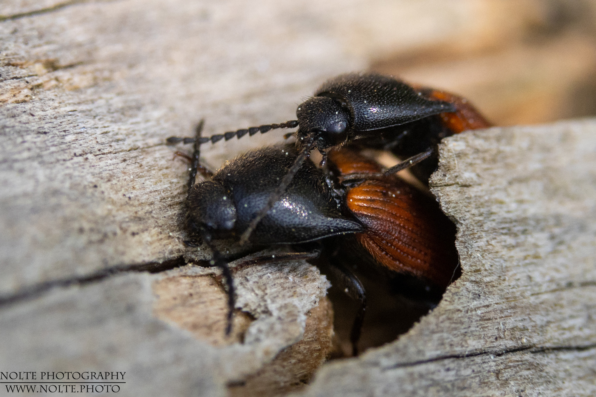 Ist der Fotograf noch da?