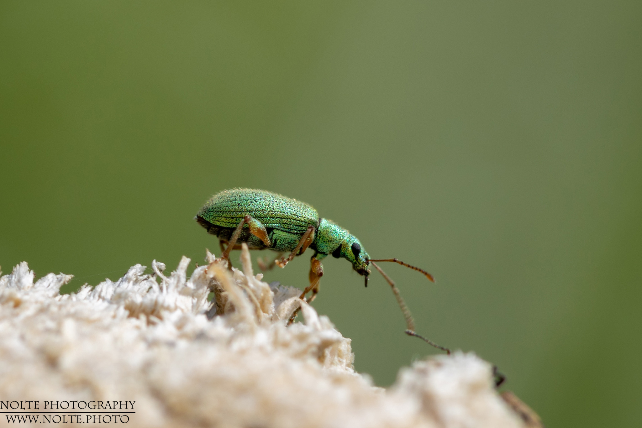 Seidiger Glanzrüssler auf Holzresten