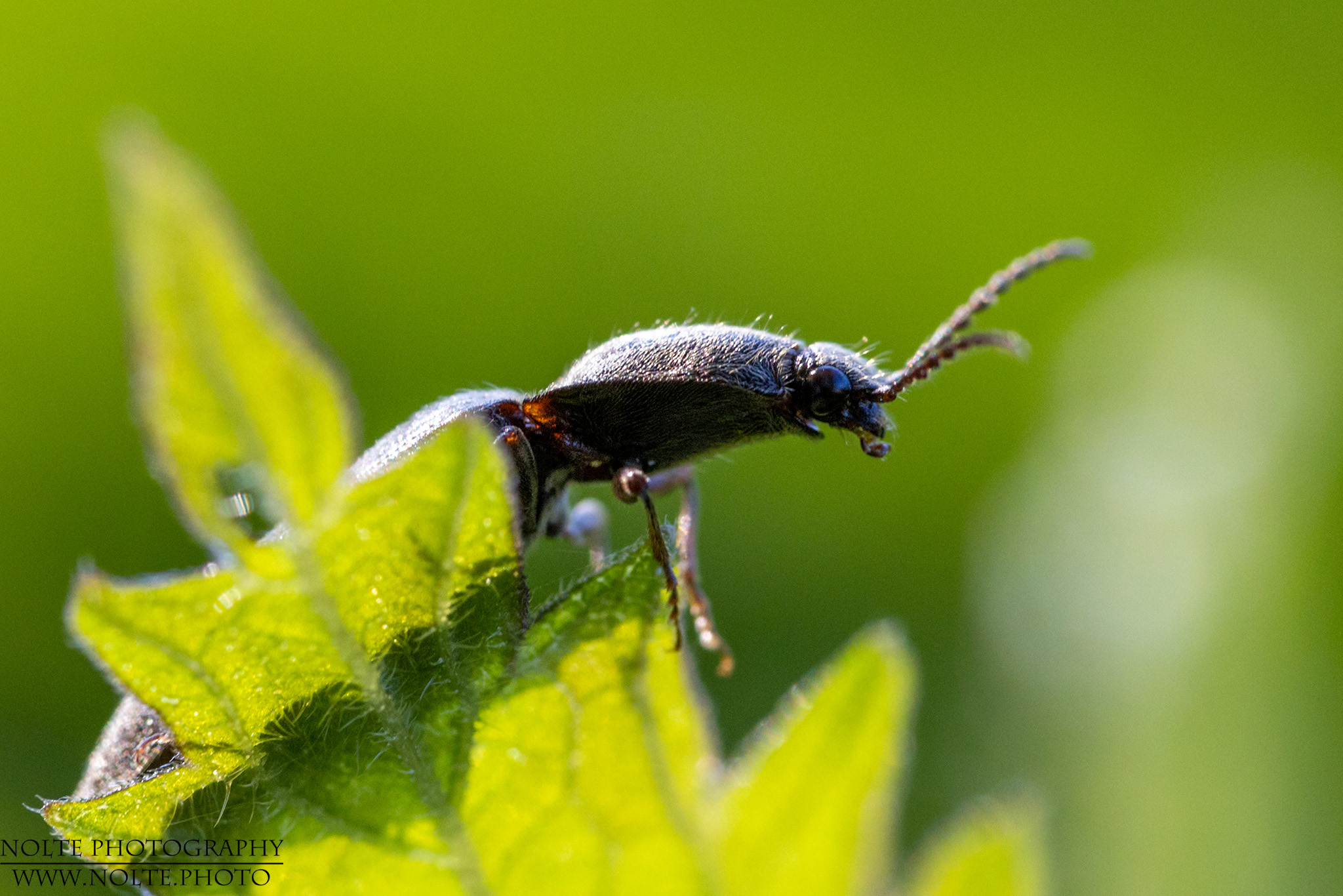 Rotbauchiger Laubschnellkäfer (Athous haemorrhoidalis) auf Berobachtungsposten