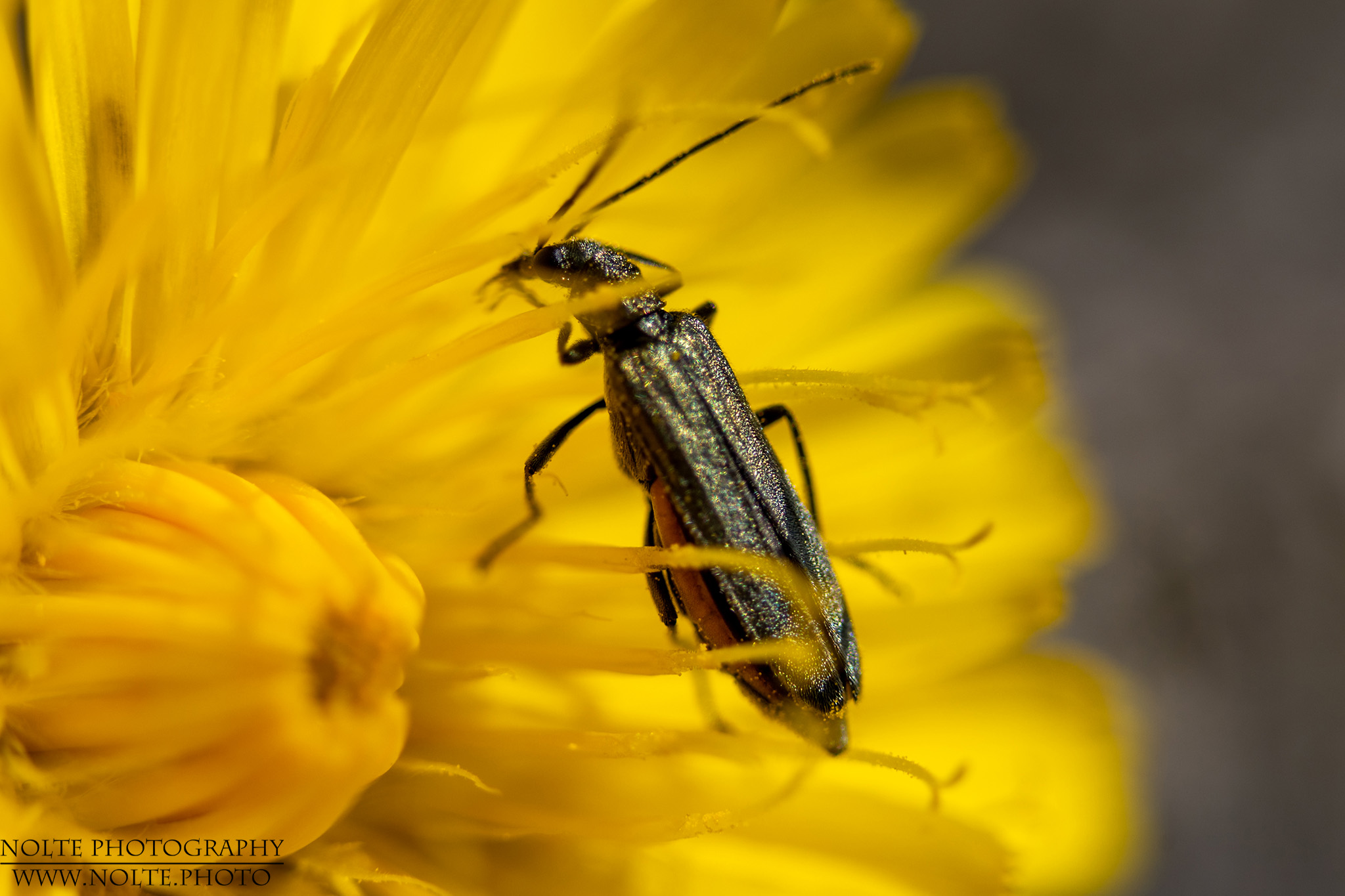 Scheinbockkäfer in einer gelben Blüte